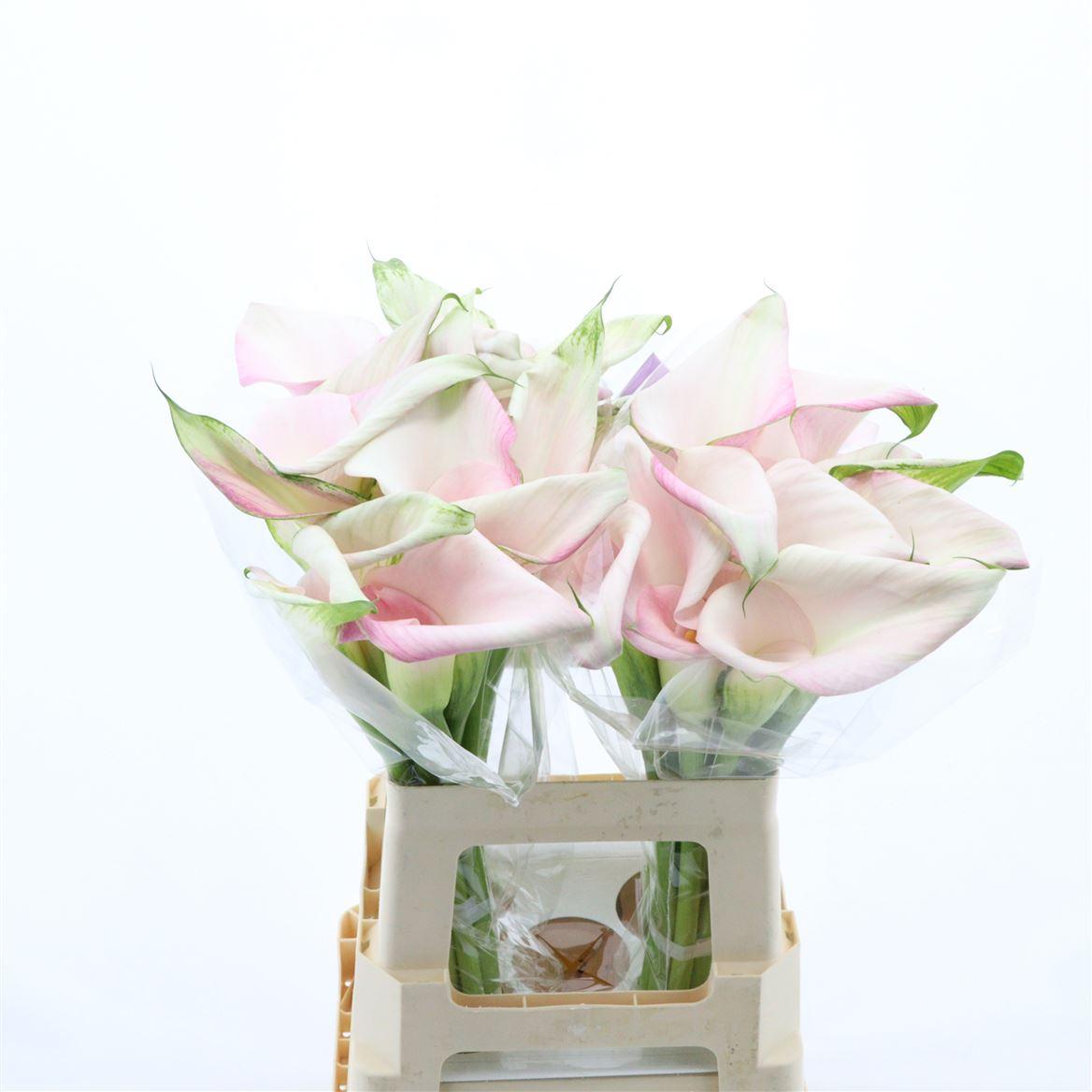 Calla Sweet Art | Dubbelbloemig