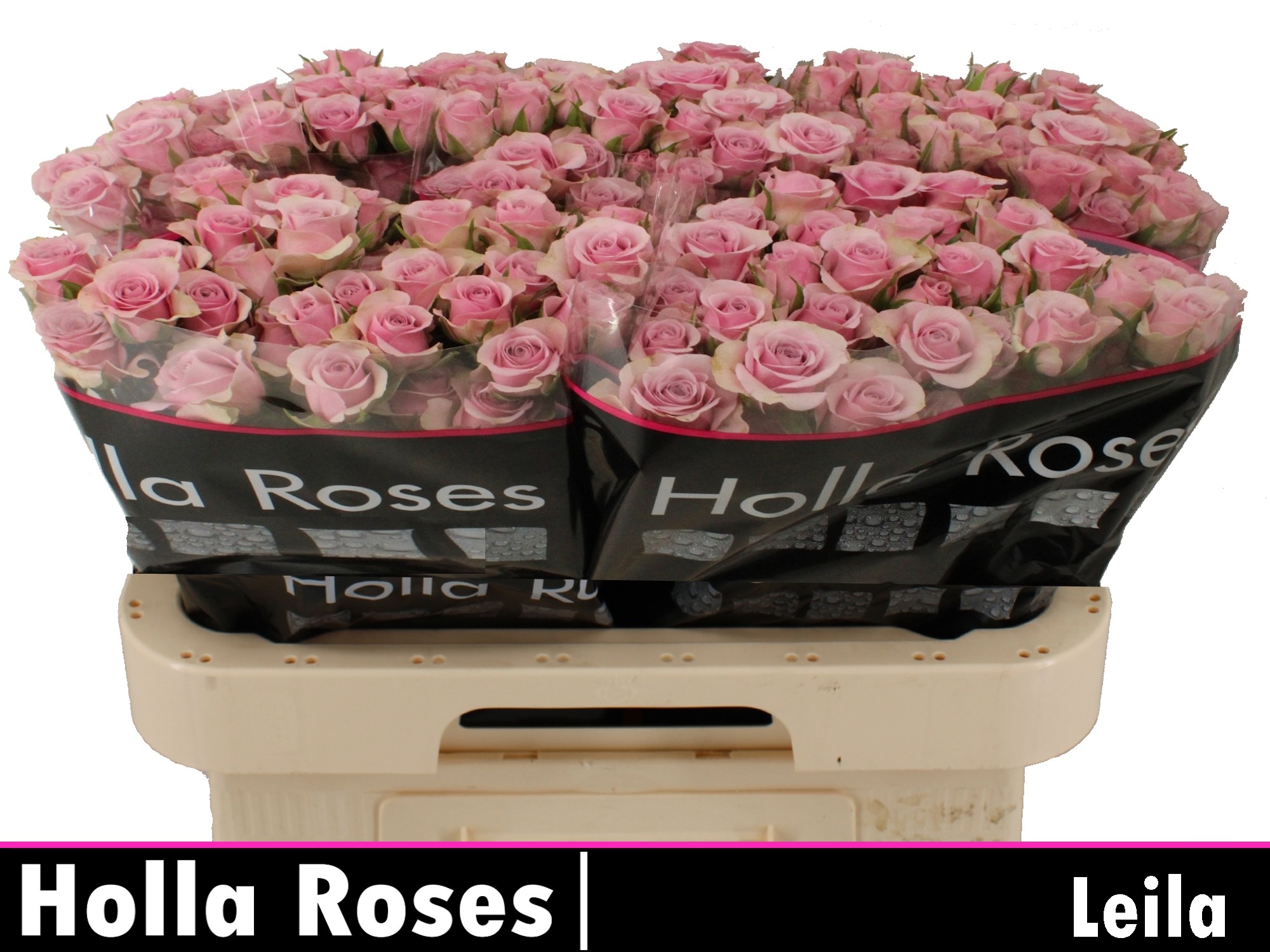 Rosa Spr Leila 60cm