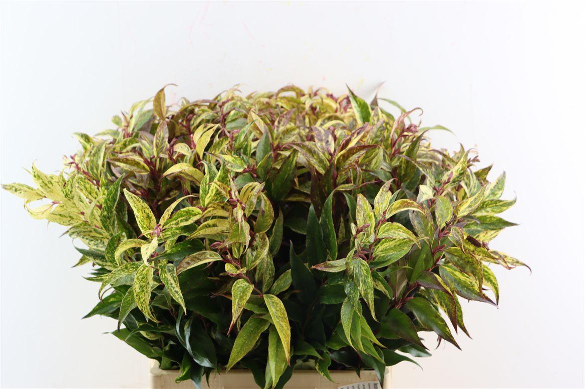Leucothoe Walteri Rainbow