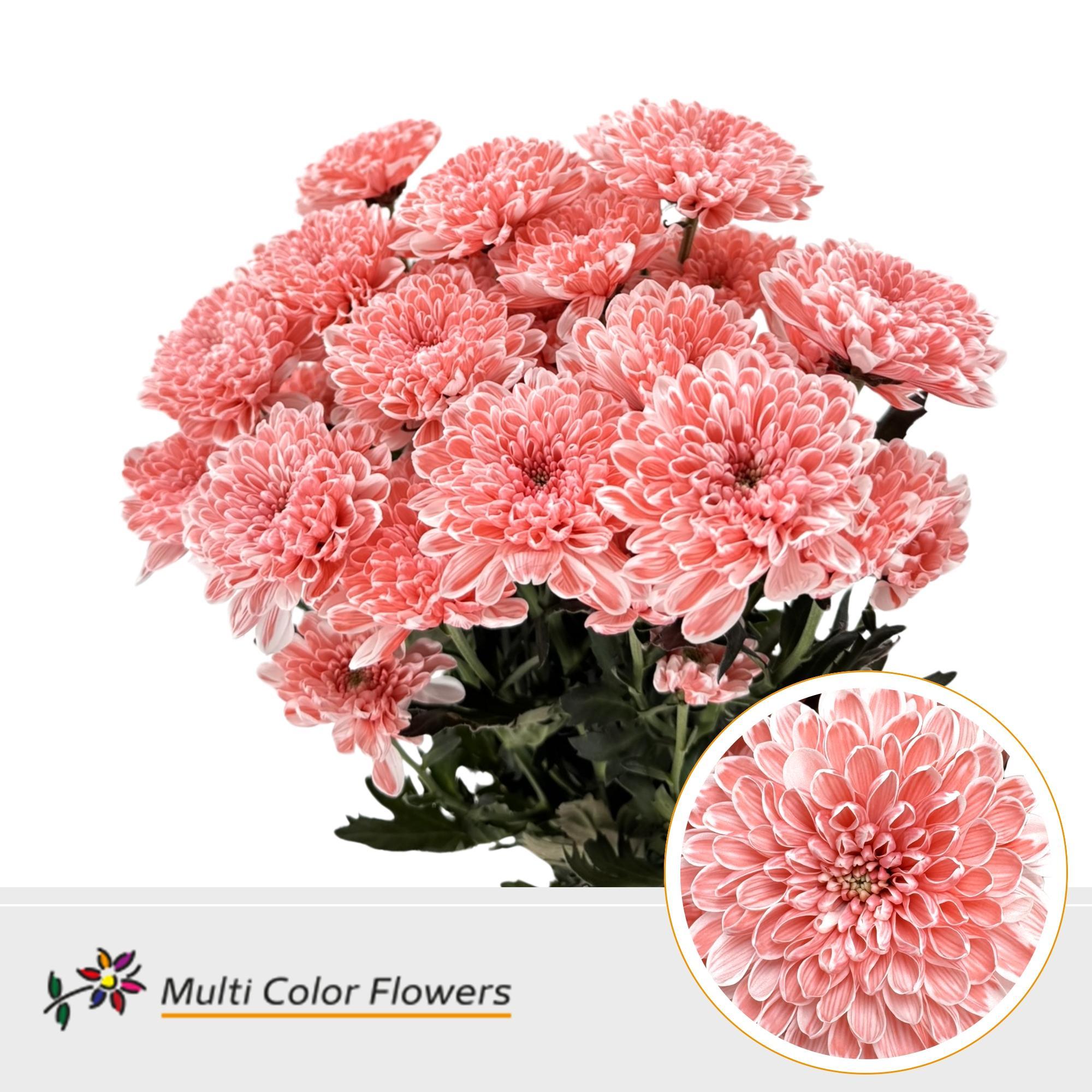 Chrysanth Spray Painted Altaj Salmon 60cm