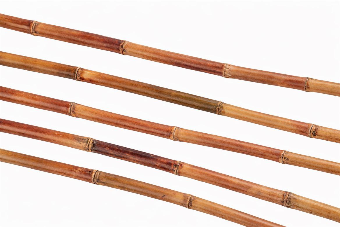 Sugar Cane
