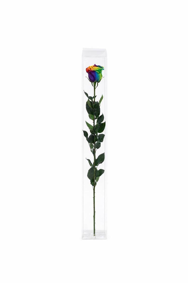 Ro Pres Stem 50cm Rainbow