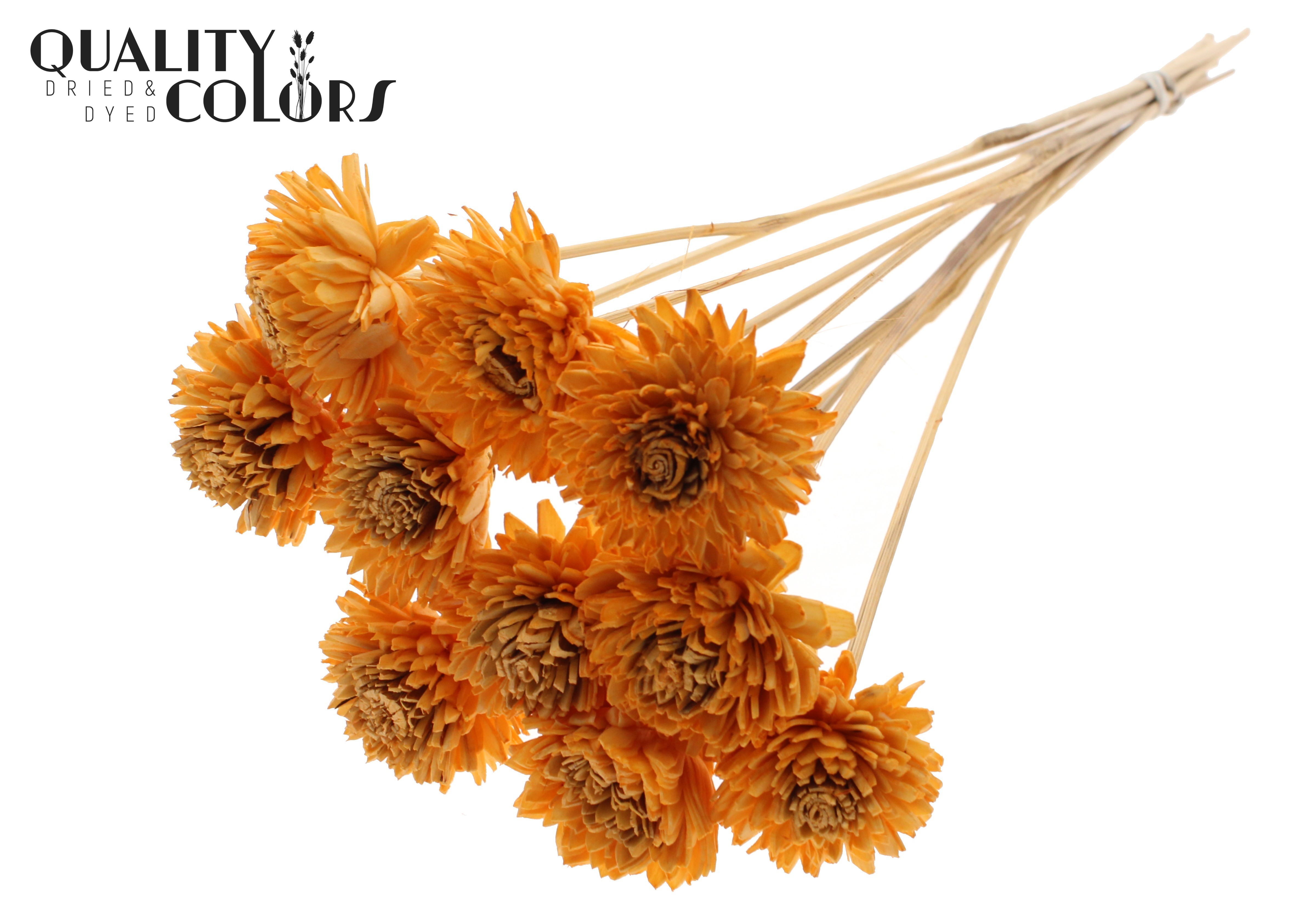 Shola Zinia Apricot 50cm