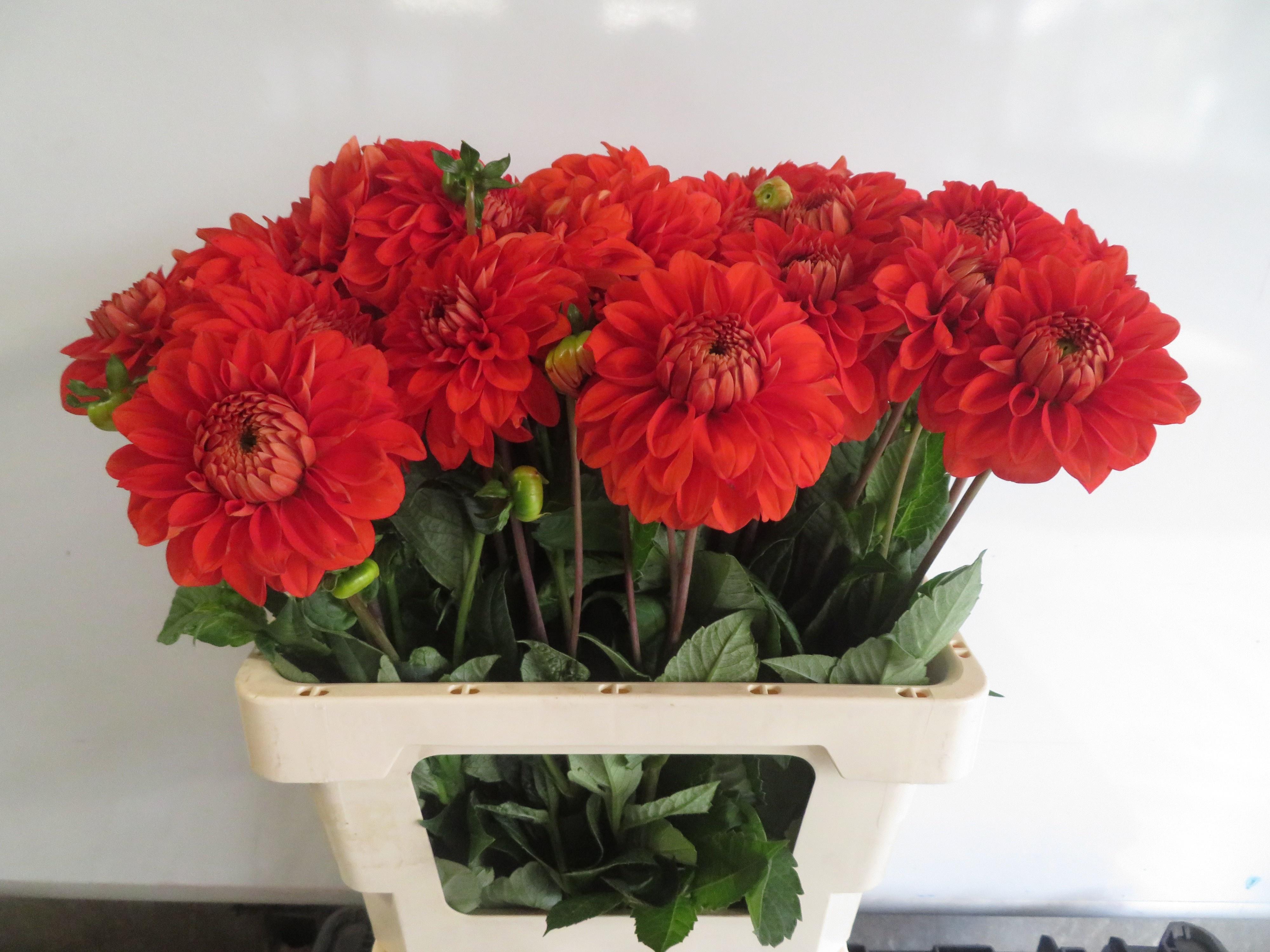 Dahlia Happy Halloween 55cm