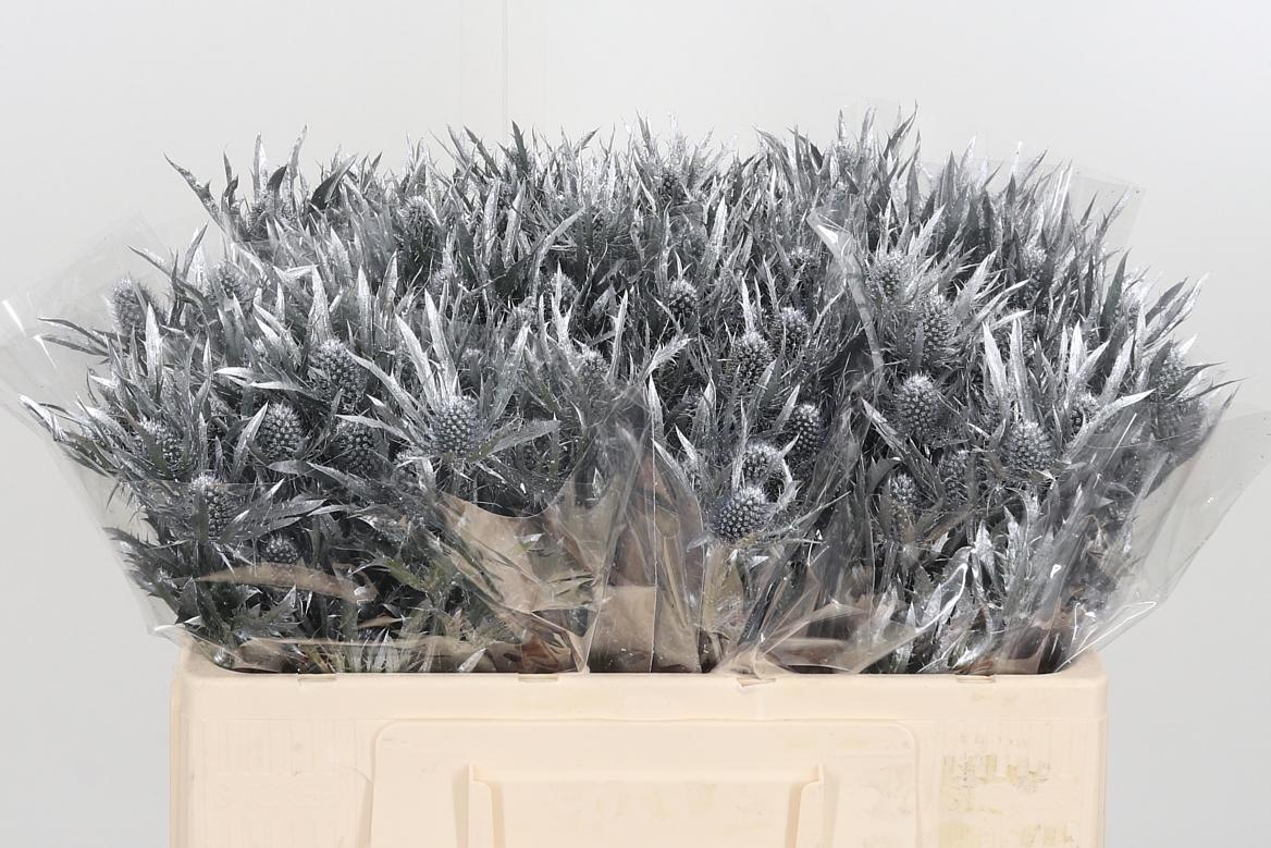 Eryngium Planum Silver