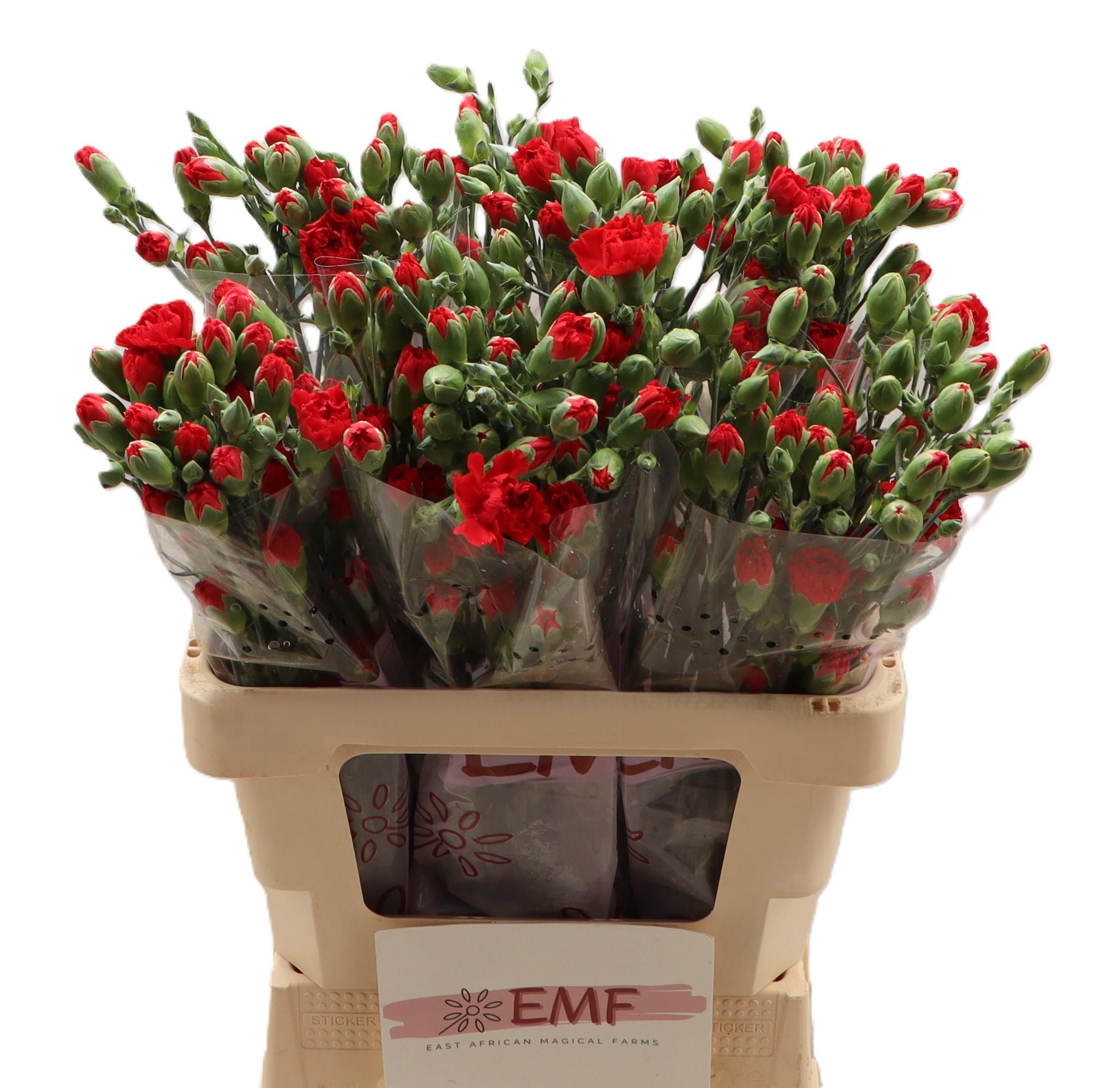 Dianthus Spray Red Kiss 60cm