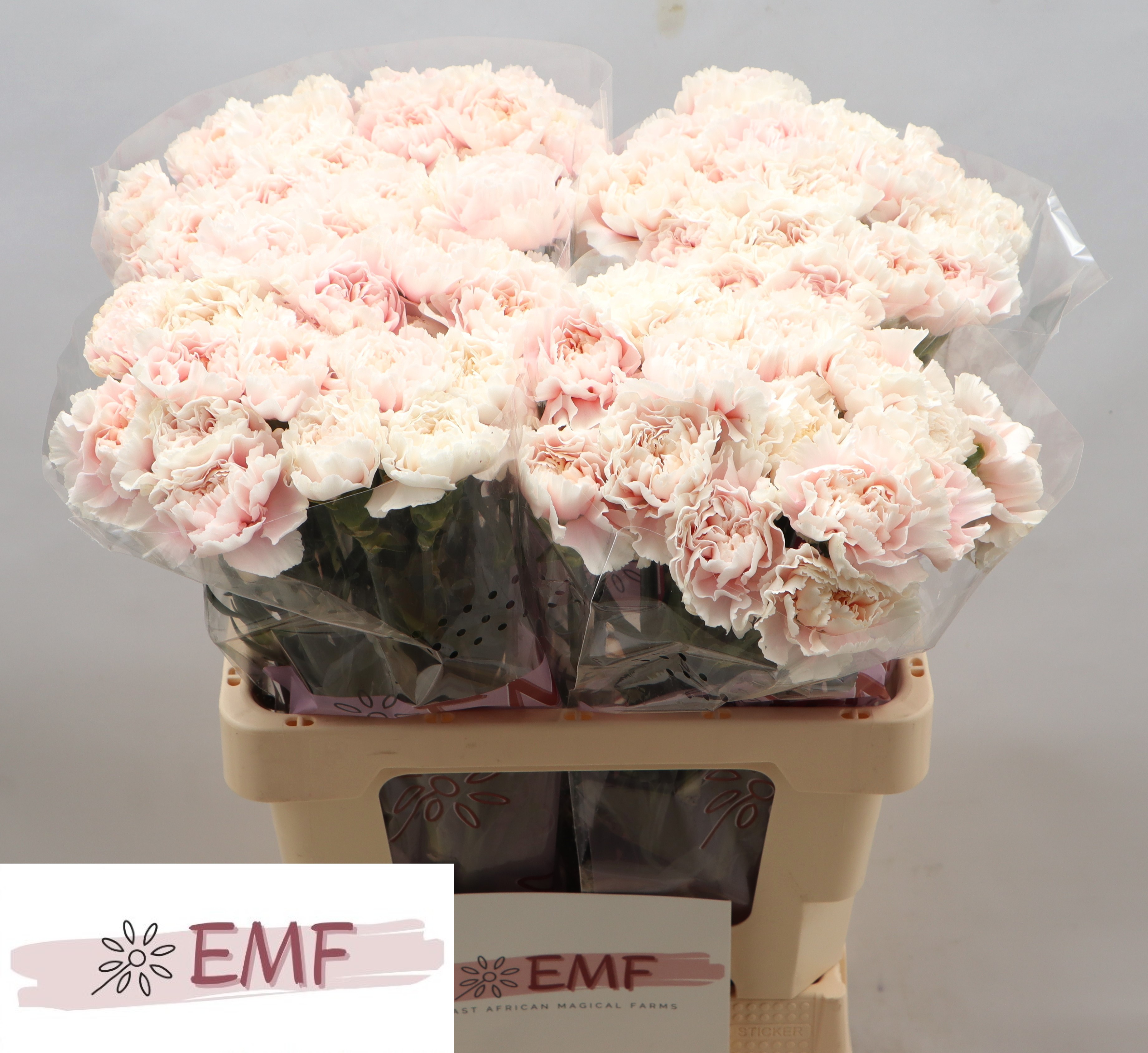 Dianthus Single Altair 55cm