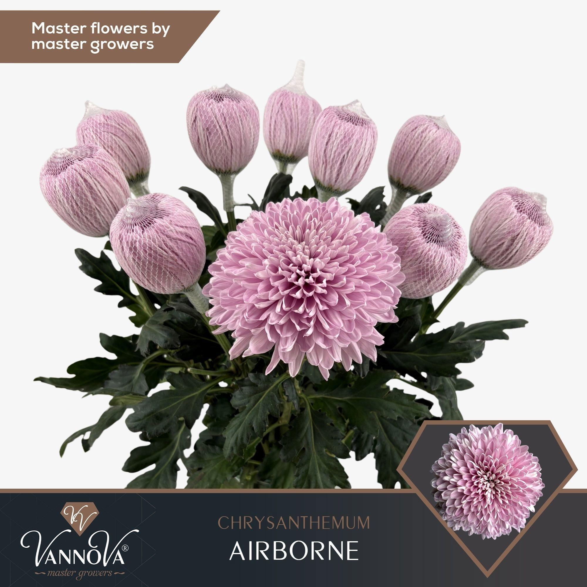 Chrysanht Single Airborn 70cm 115gr.