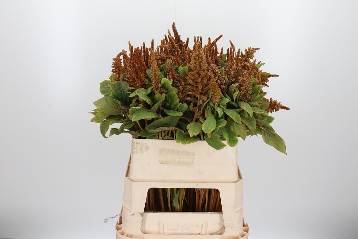 Amaranthus Hot Biscuit