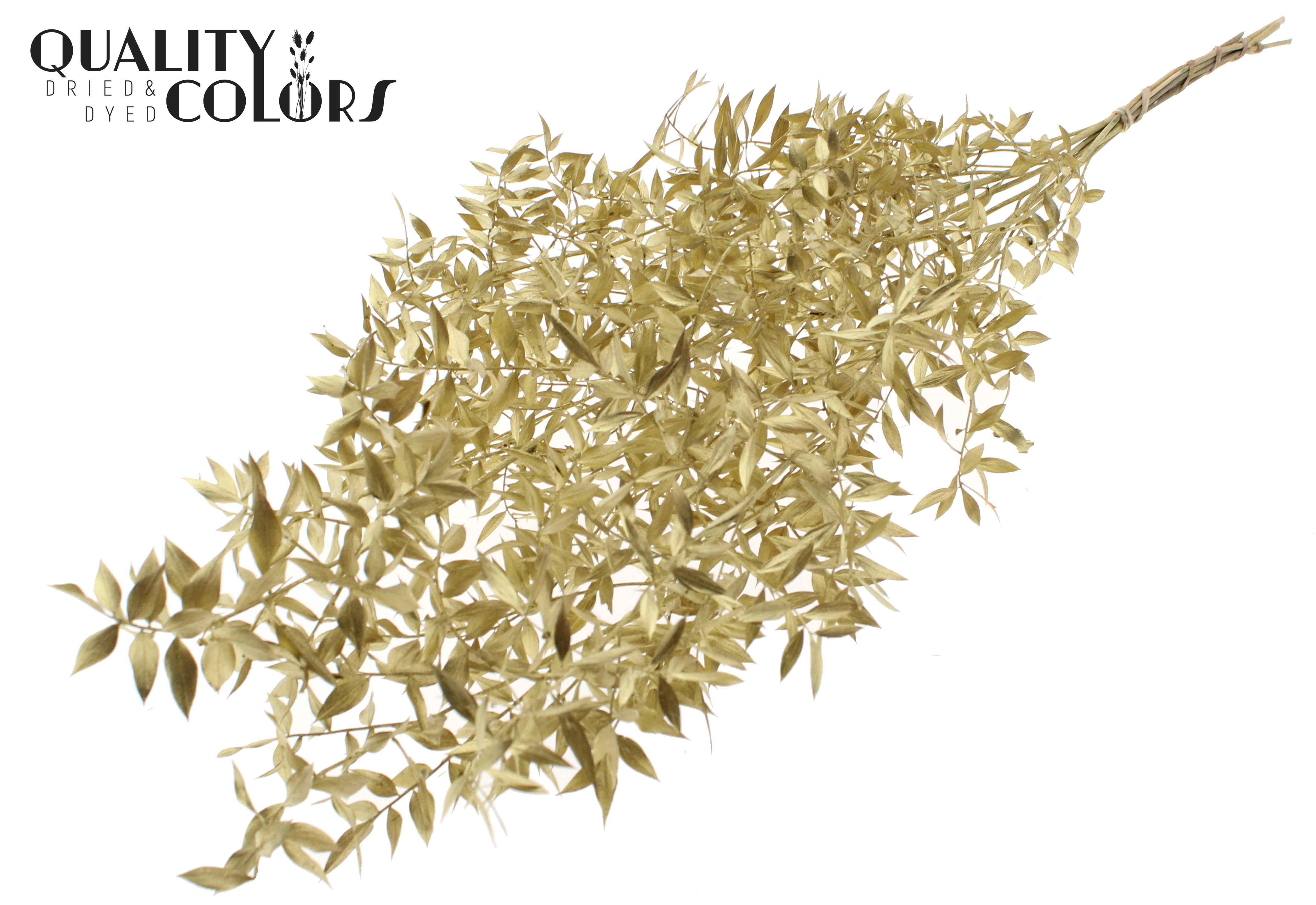 Ruscus Aculeatus Preserved Gold Per Bunch 70cm 1st