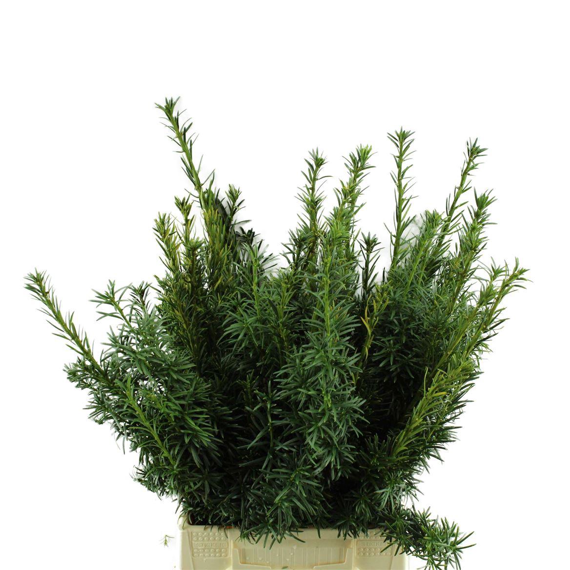 Taxus Bacc.fastigata
