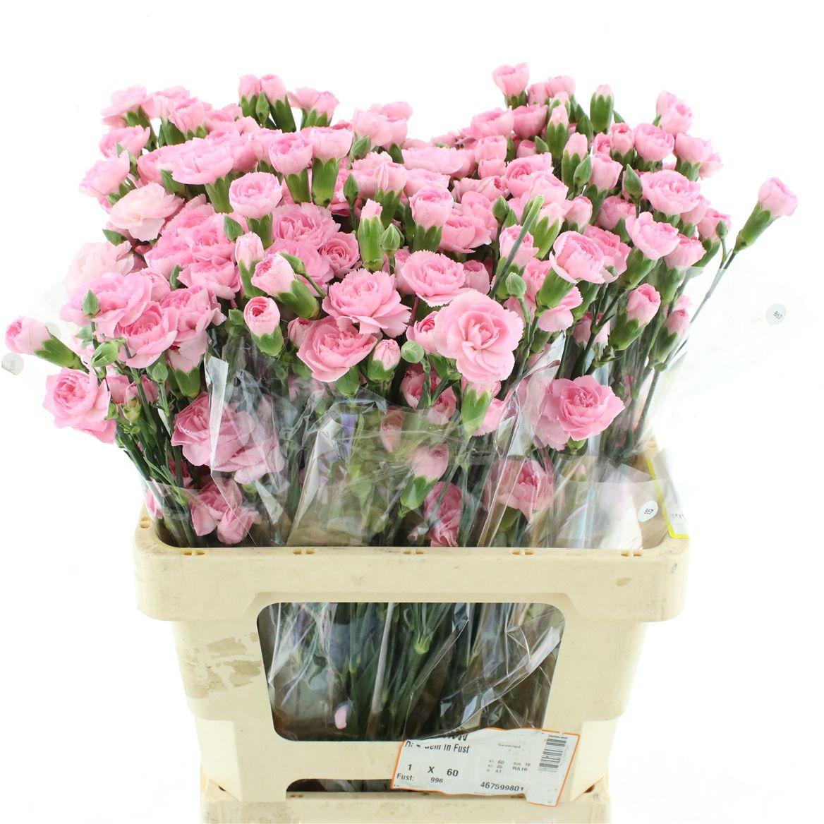 Di Tr Col Light Pink Academy