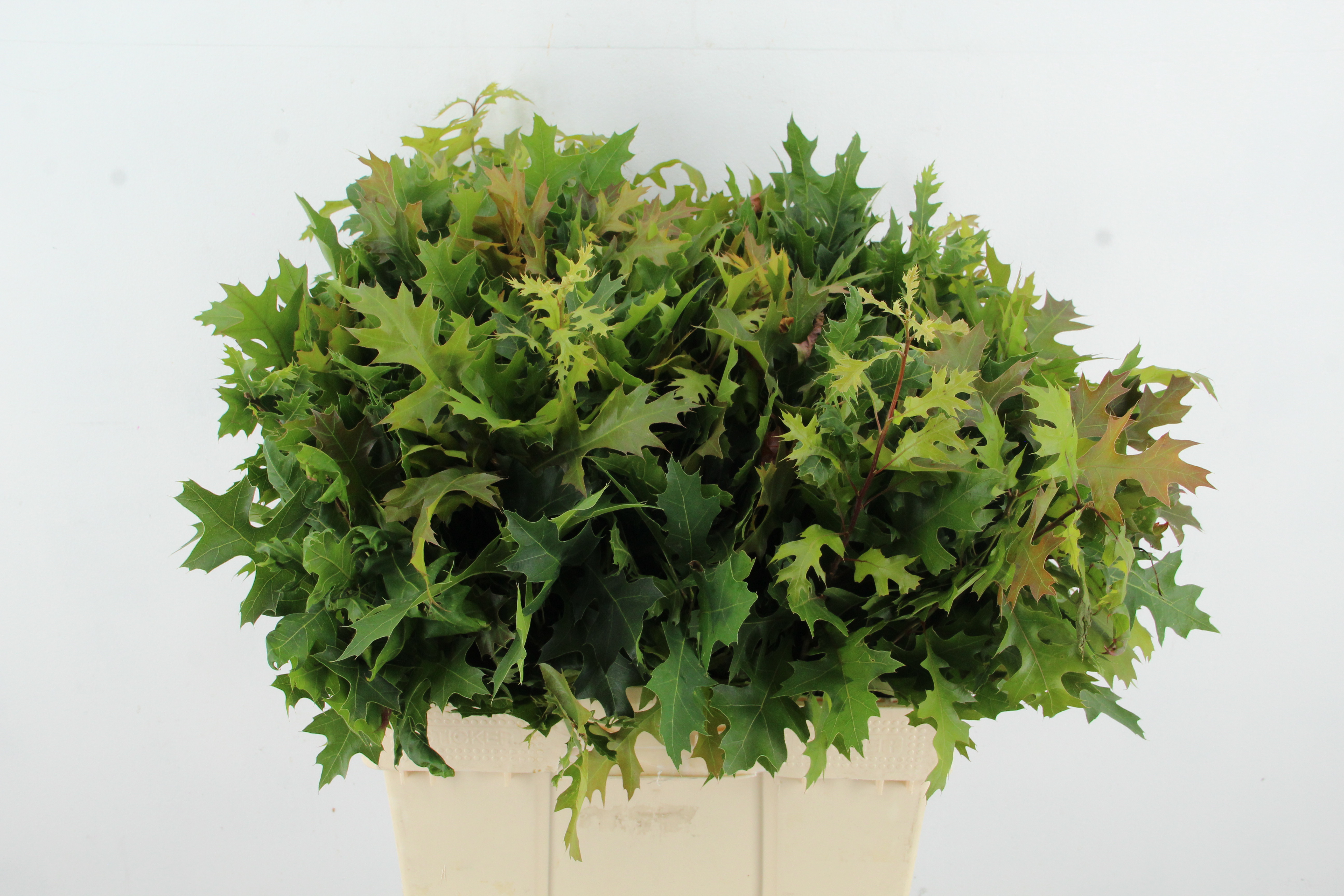Quercus Palustris 65cm