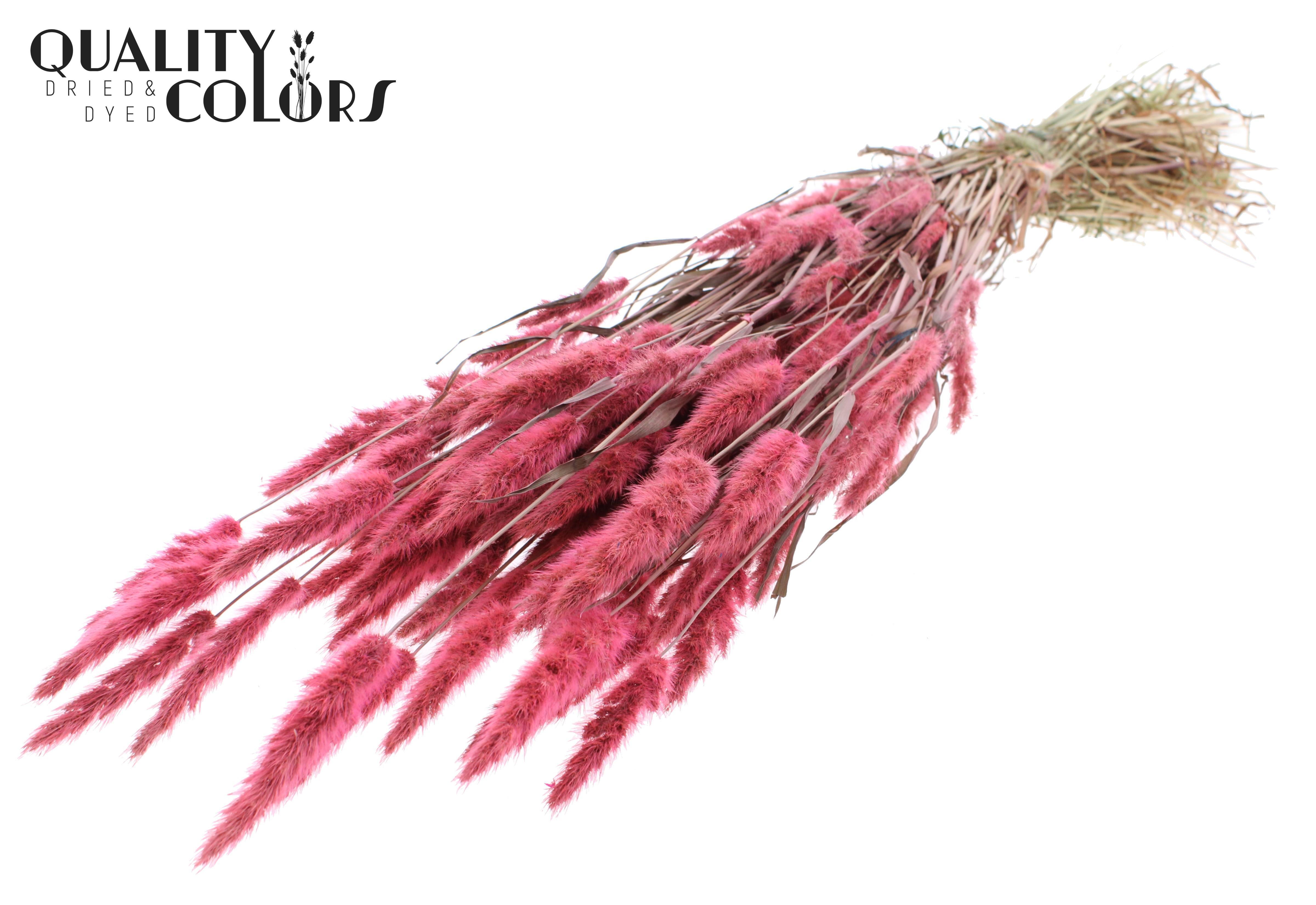 Polypogon Light Pink Per Bunch 50cm