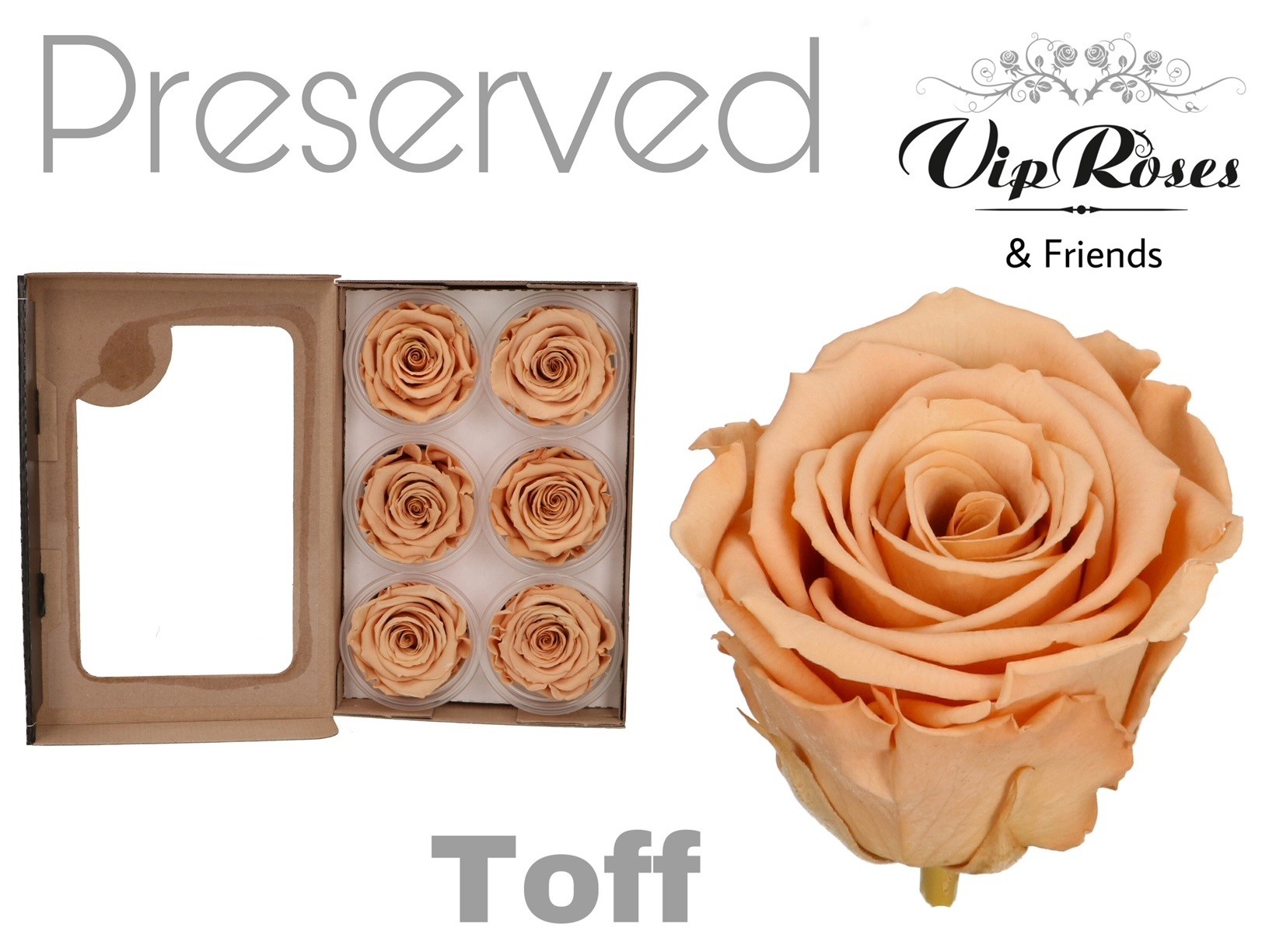 R Preserved Toff 5 cm