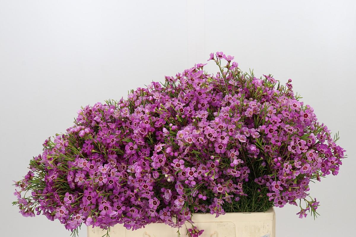 Chamelaucium Niek's Pride