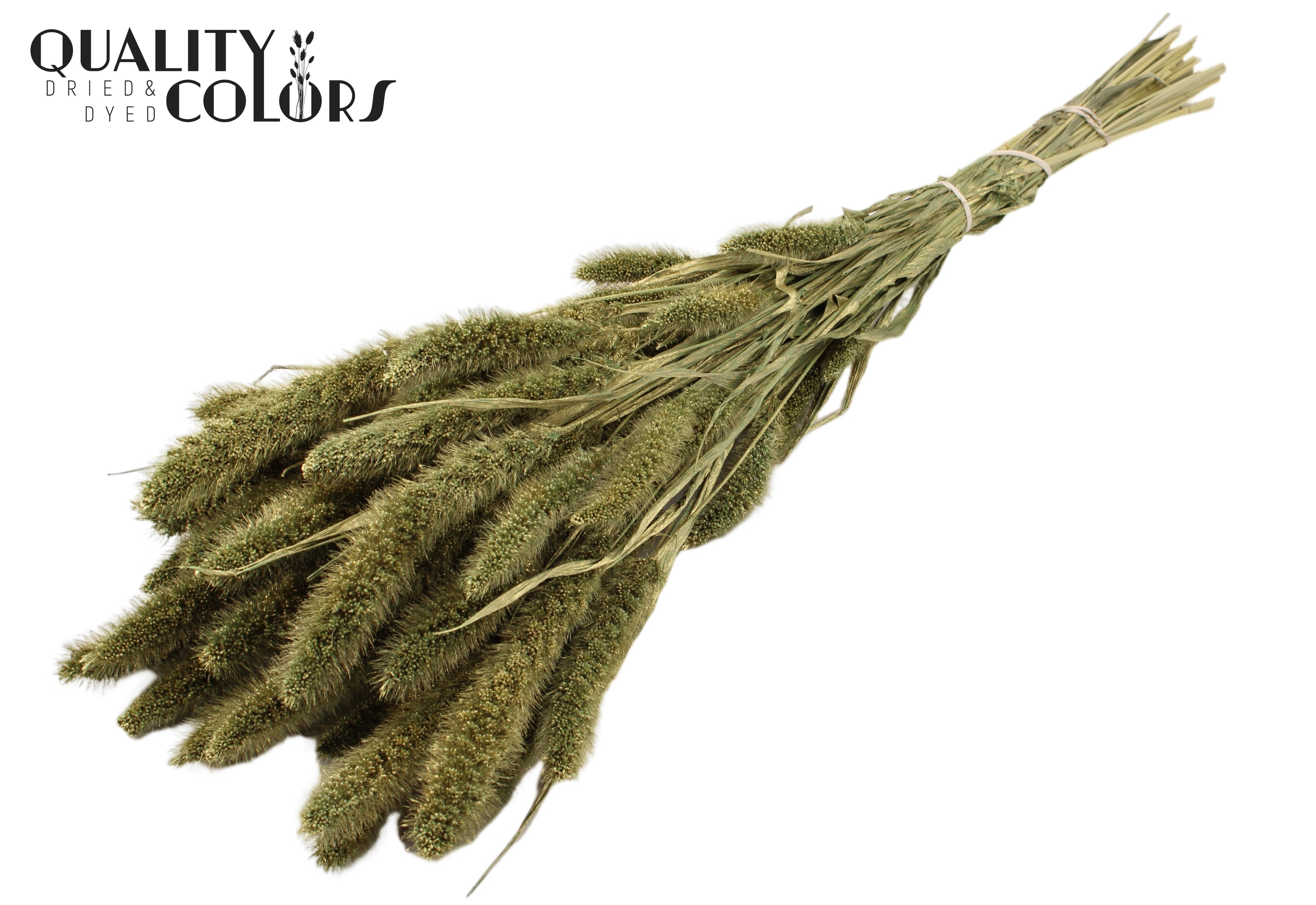 Setaria Antique Green Per Bunch 70cm