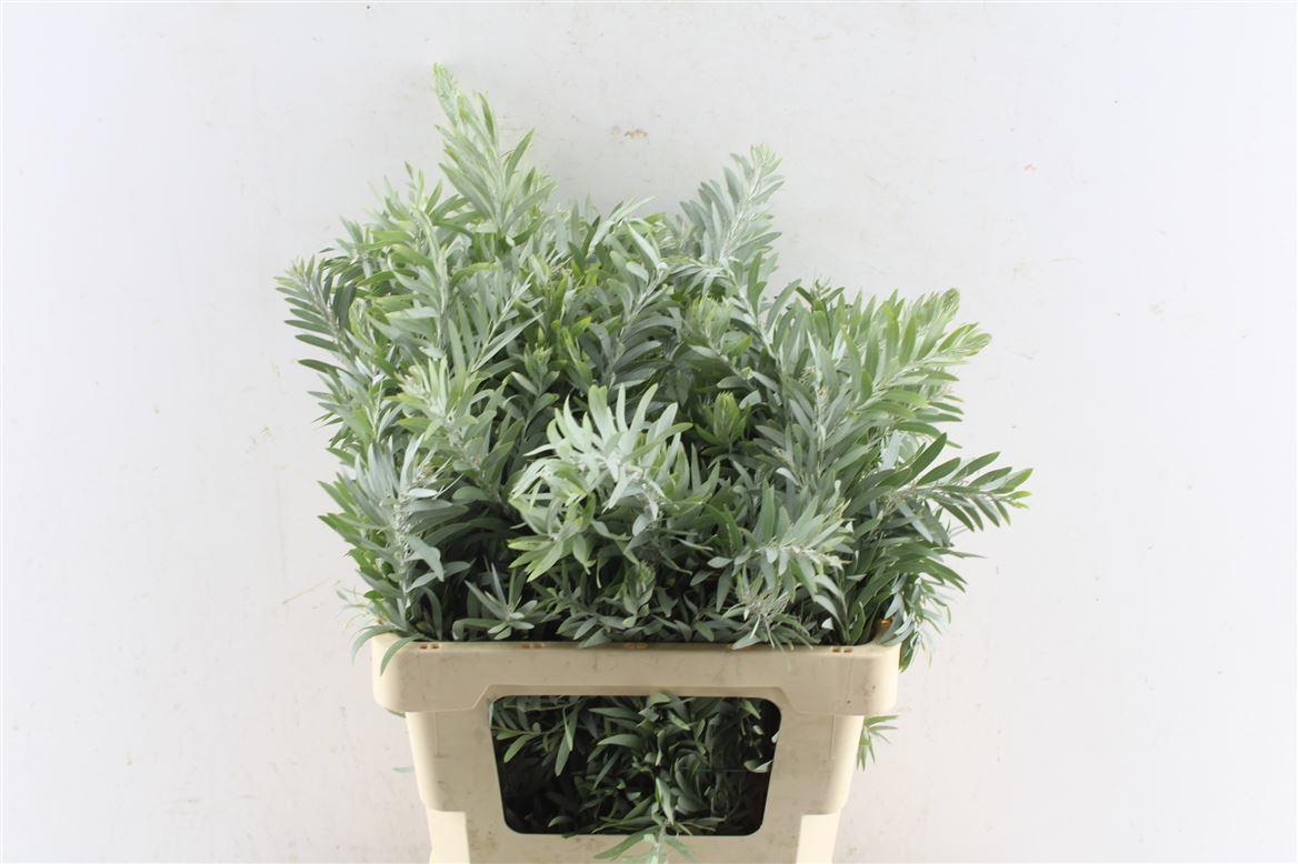 Acacia Luna D'argento