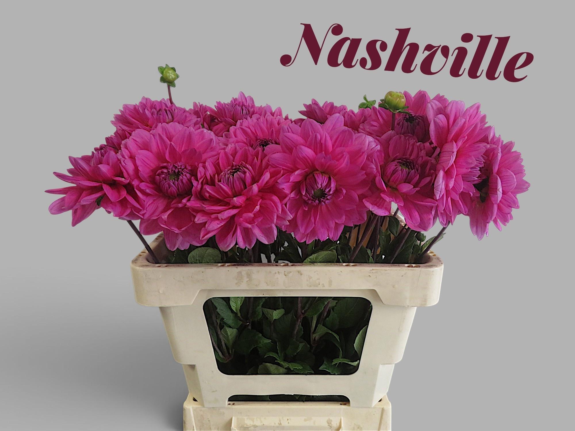 Dahlia Nashville 55cm
