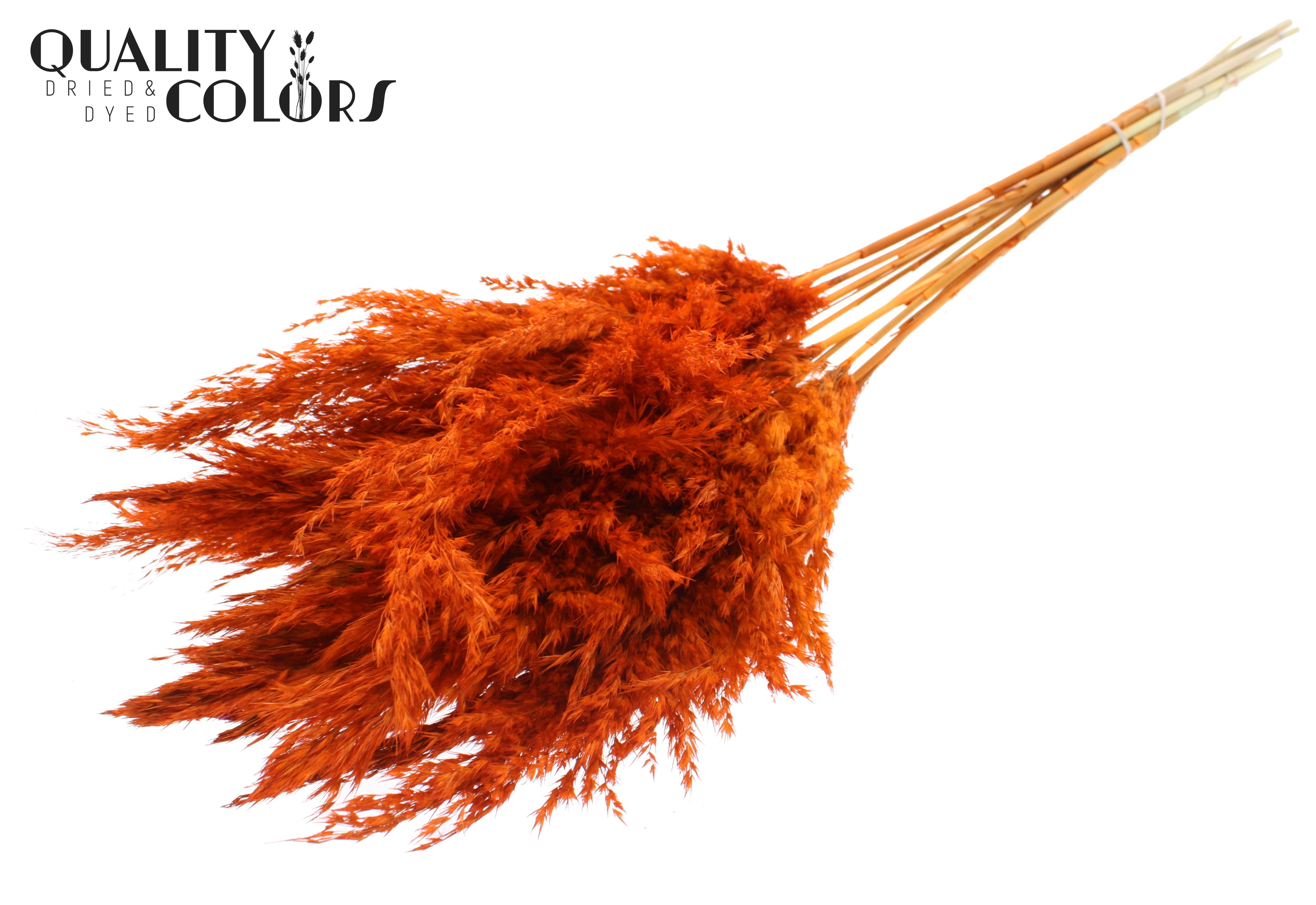 Pampas Grass Orange Per Bunch 70cm