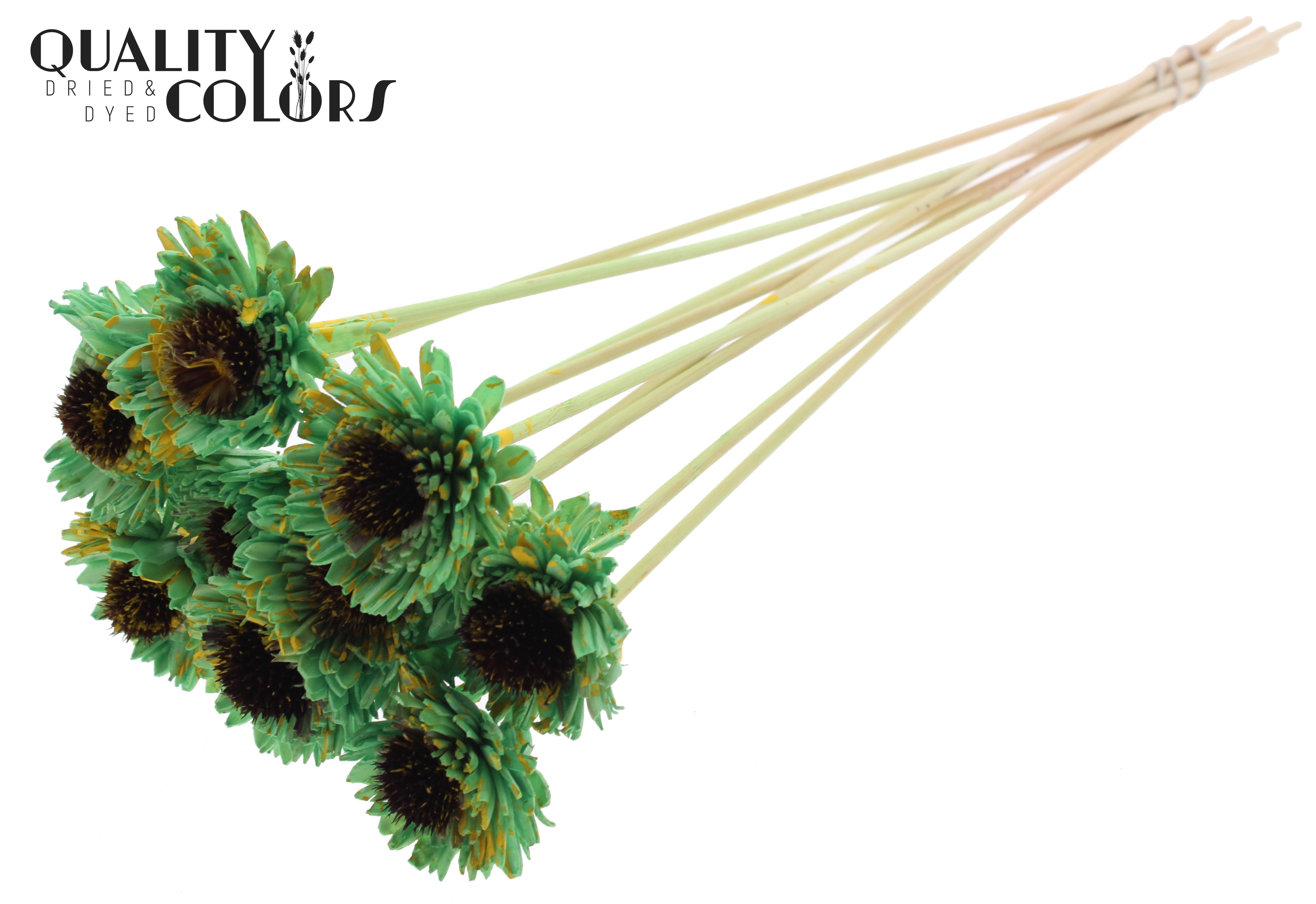 Shola Daisy Sunflower Splashed Mint Yellow 50cm