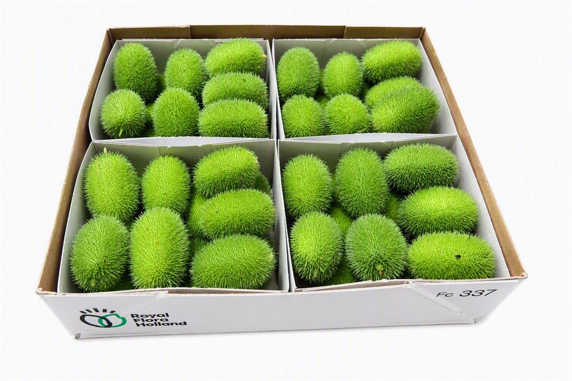 Sier Cucumis Maureen X4 Holl