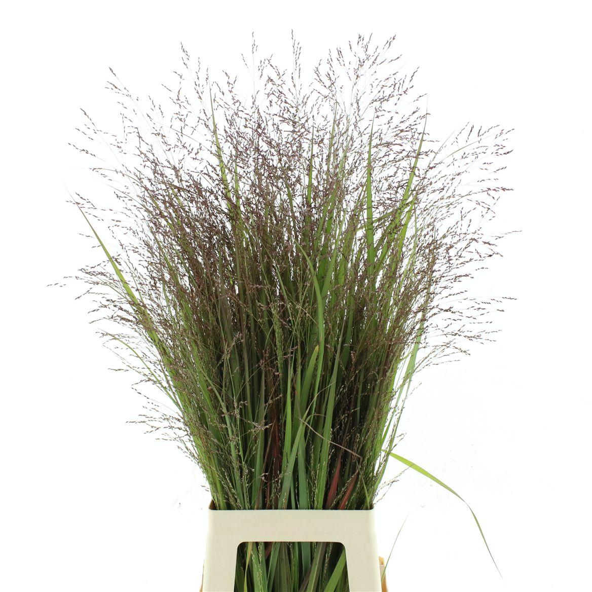 Panic Vi Warrior (2pack X75stems In Bundle)