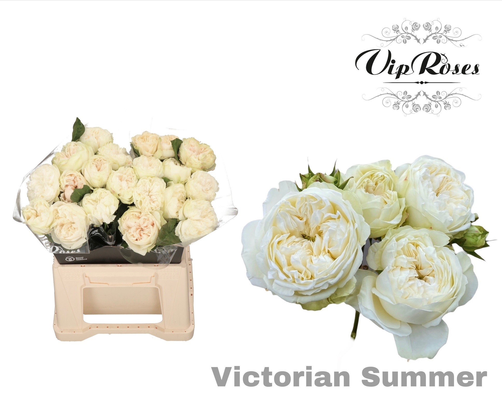 R Gr Victor Summer+