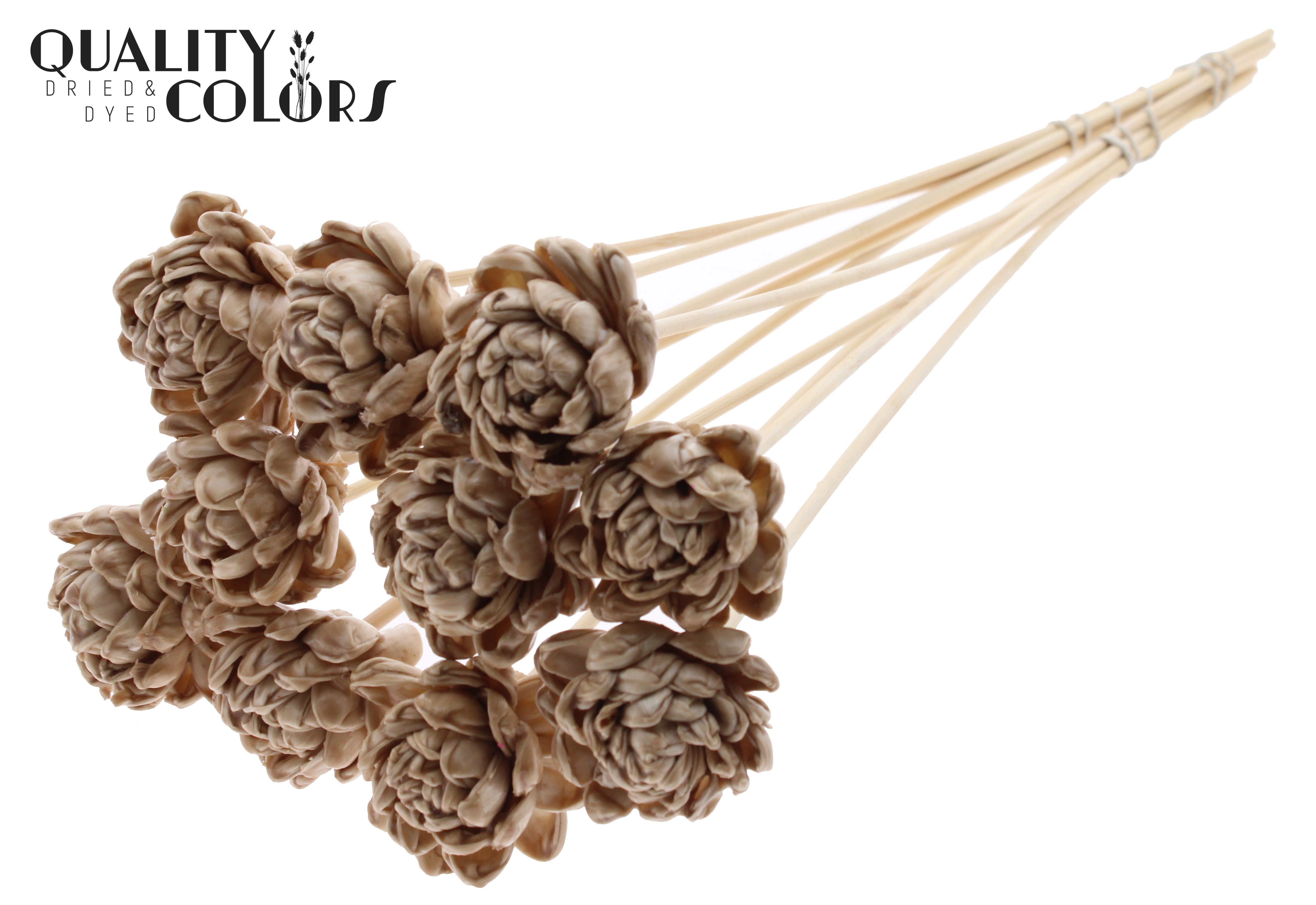 Shola New Beauty Rose Wax Beige 50cm