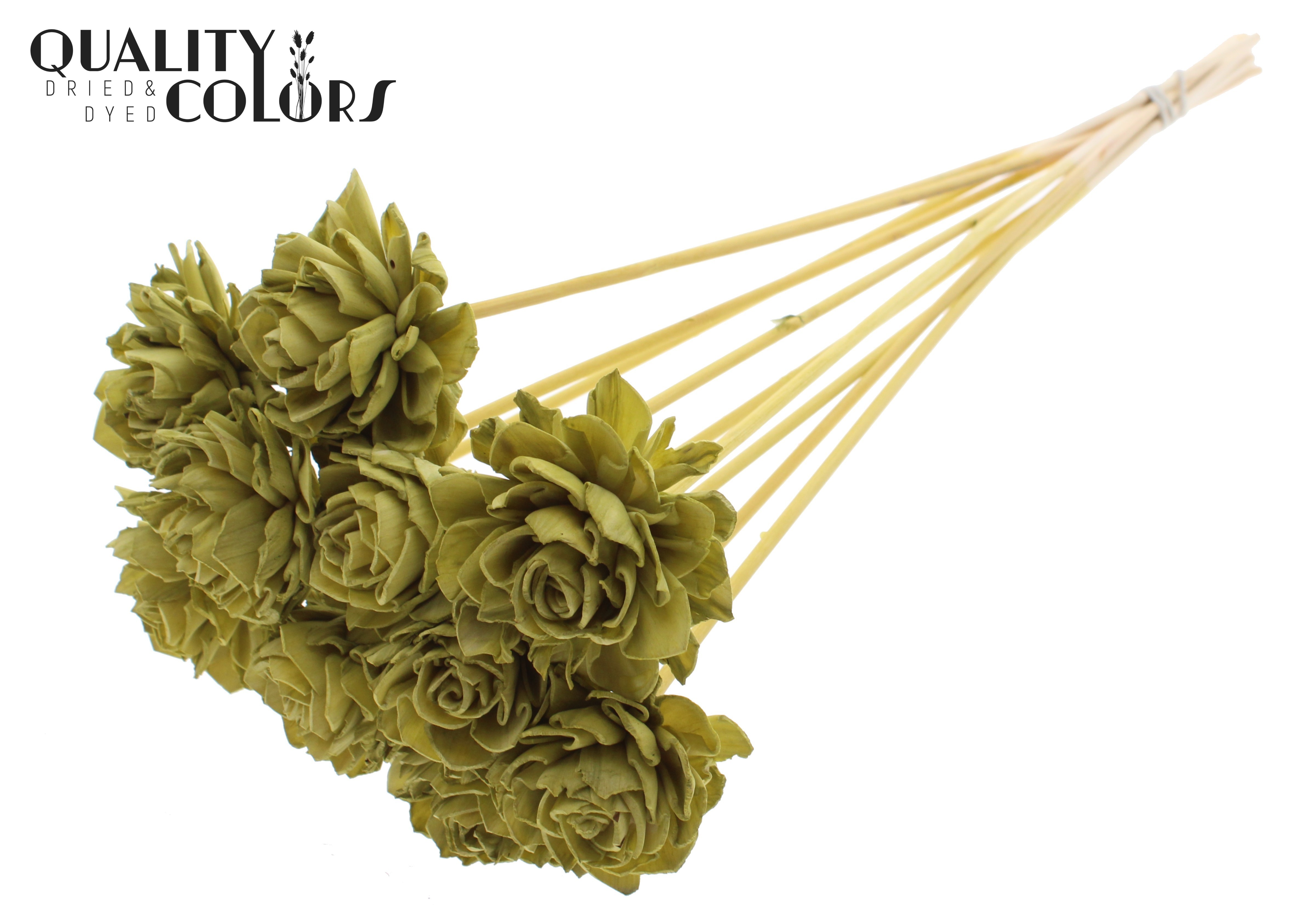 Shola Dhaliya Olive 50cm