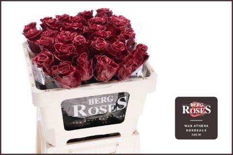 Rosa Waxed 50cm