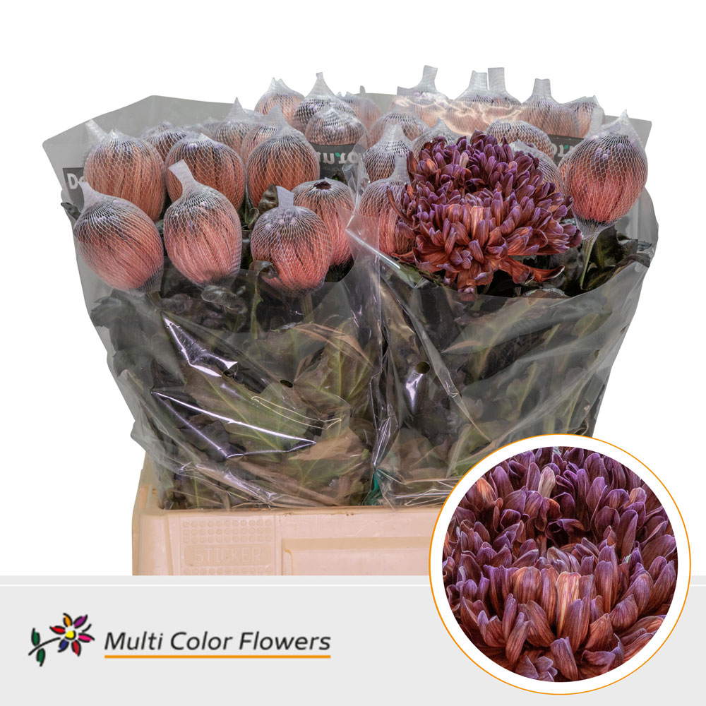 Chrysanth Single Painted Antonov Brown 70cm