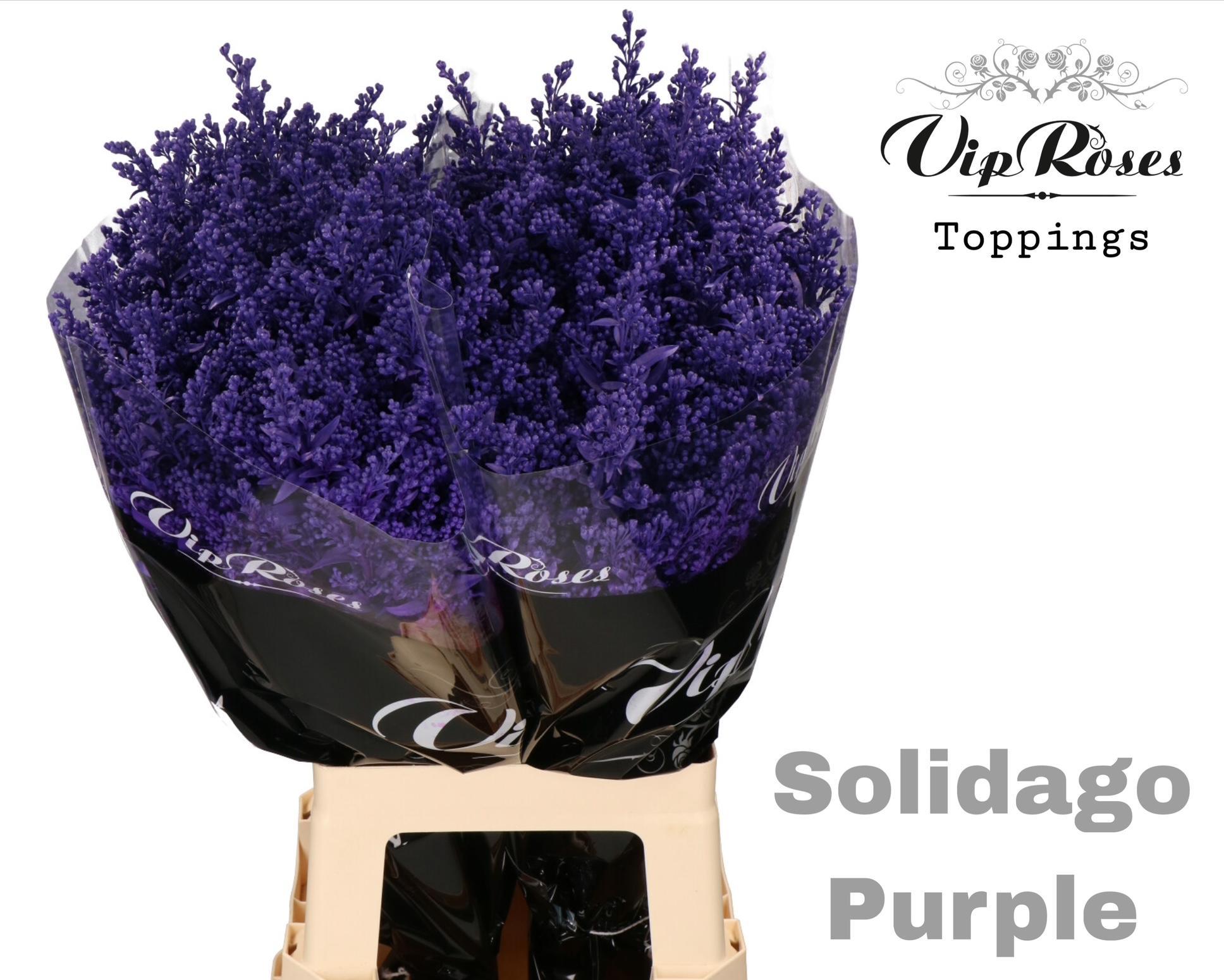 Solidago Purple 70 cm
