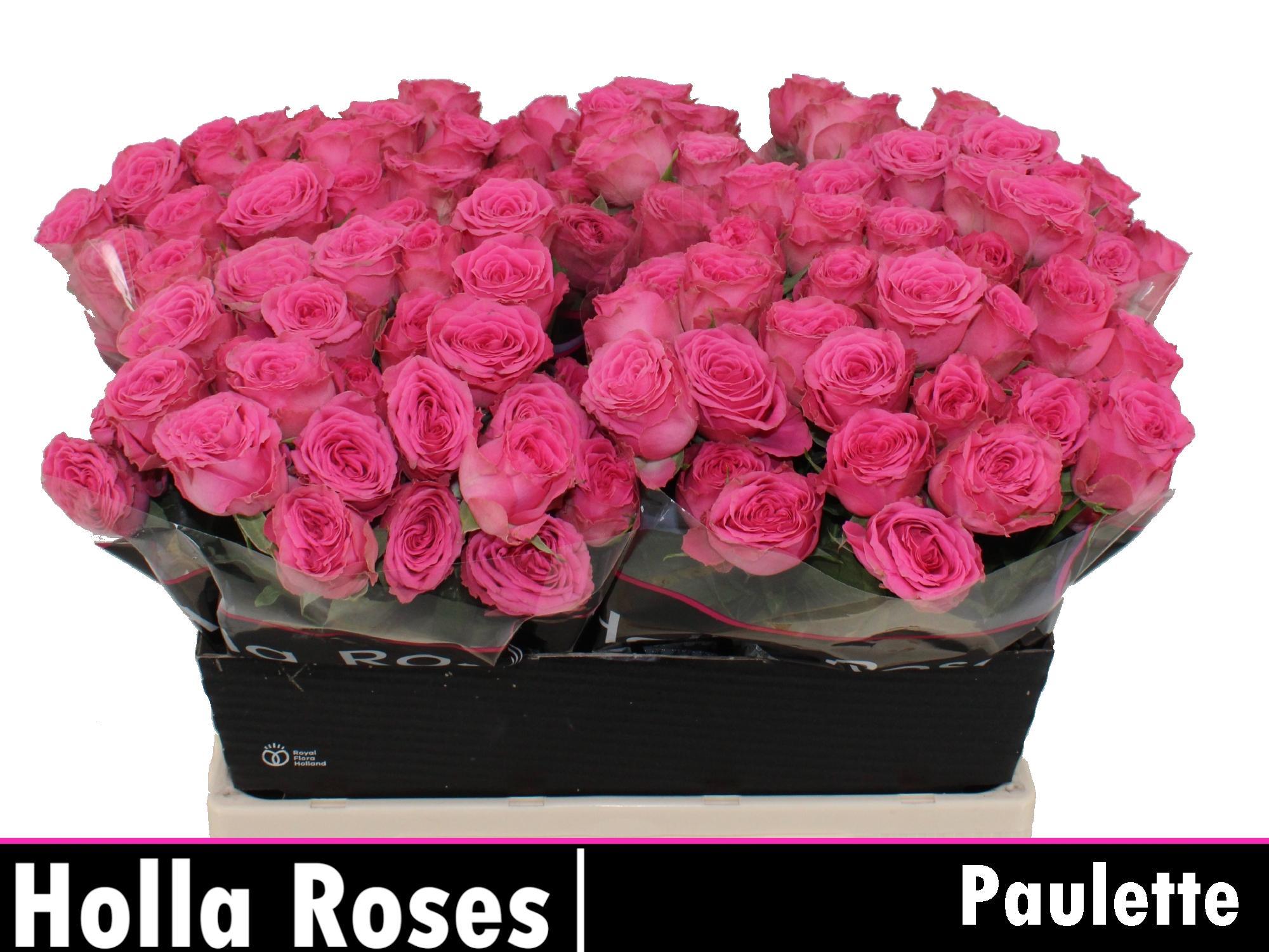 Rosa Spr Paulette! 40cm