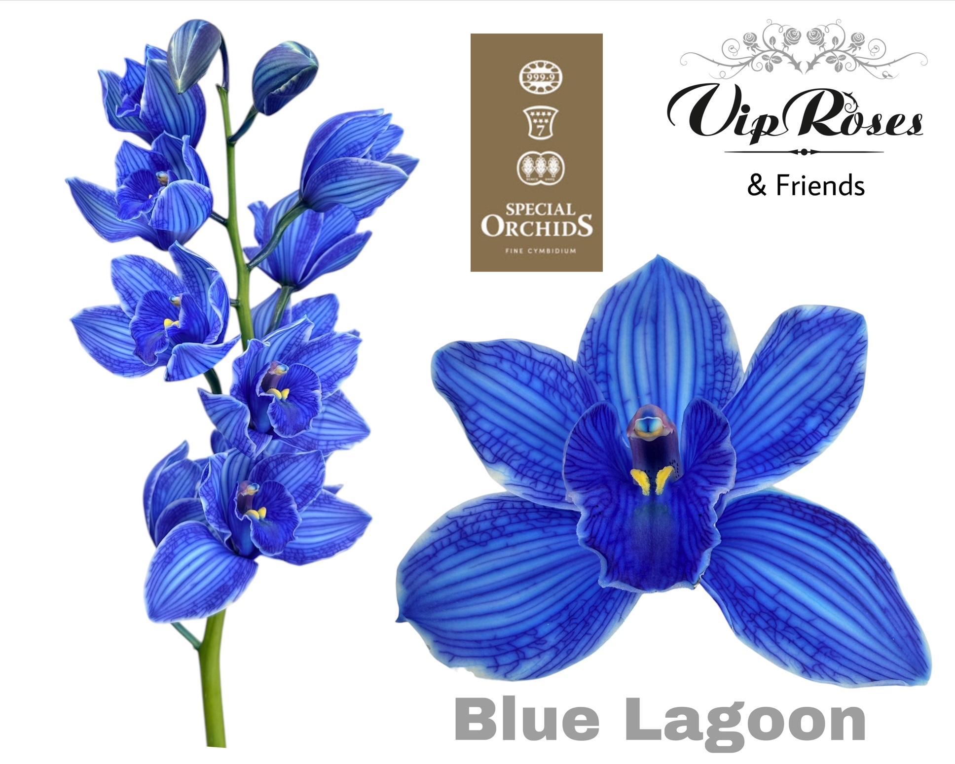 Cymbidium Painted Blue Lagoon 80cm