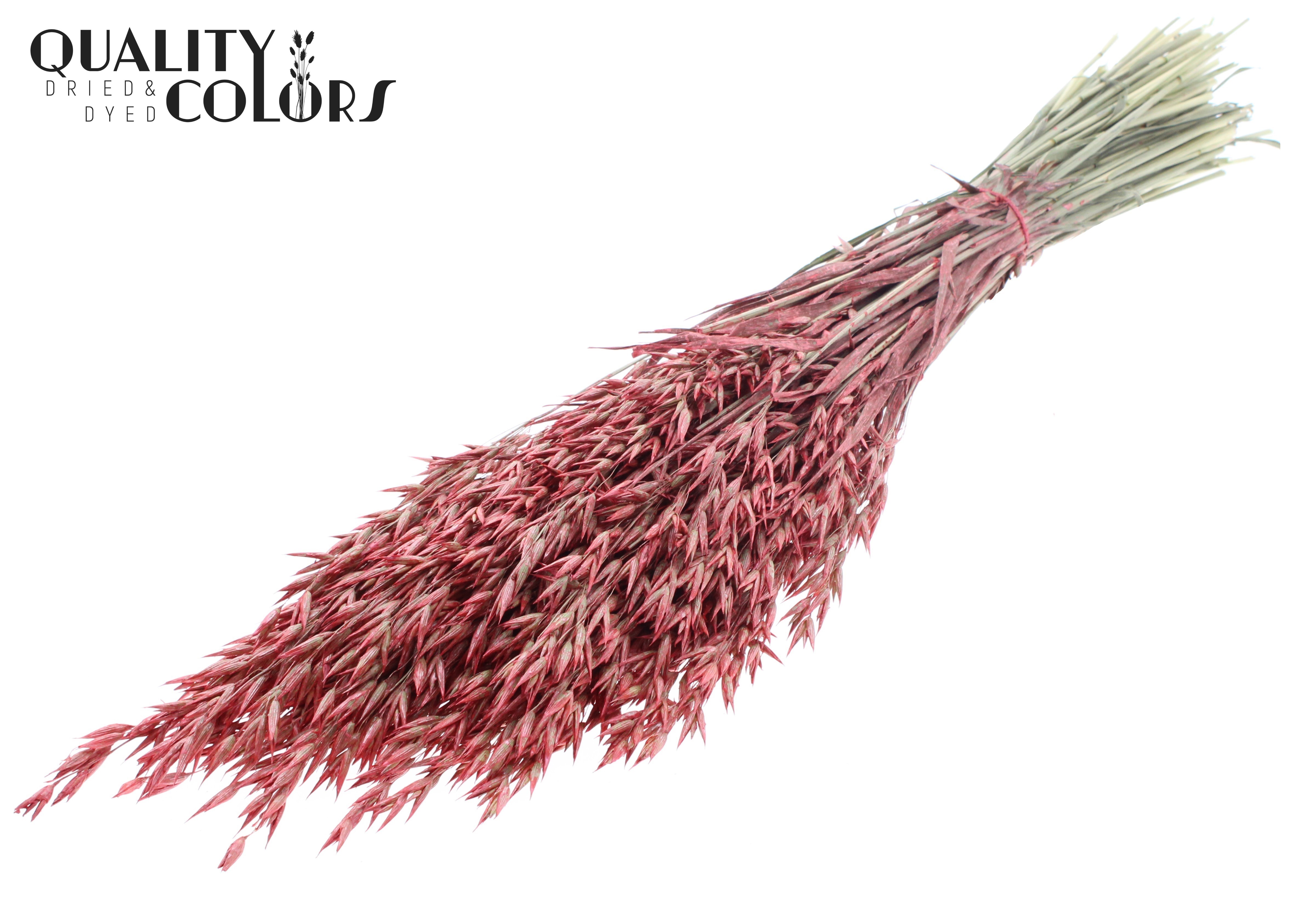Avena Pearl Coral Per Bunch 60cm