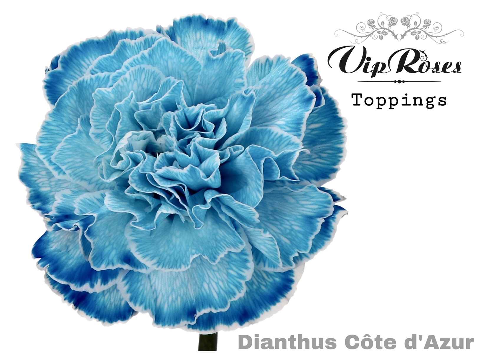 Di St Cote D Azur 60 cm