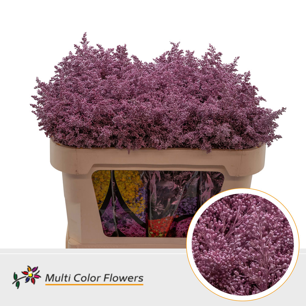 Solidago Rose Metallic