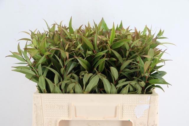 Leucothoe Fontanesiana Rainbow 50cm