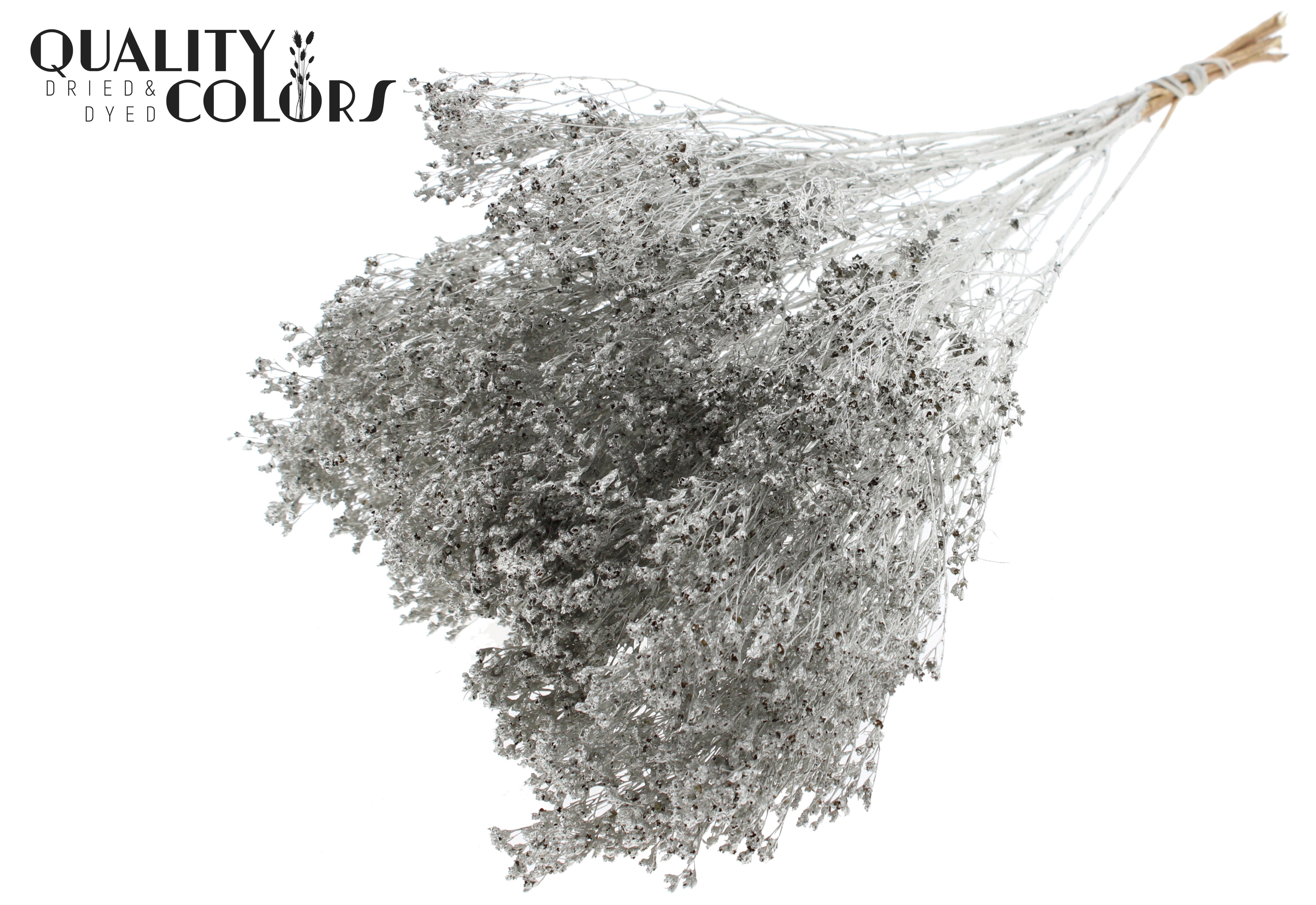 Broom Bloom Platinum Per Bunch 50cm