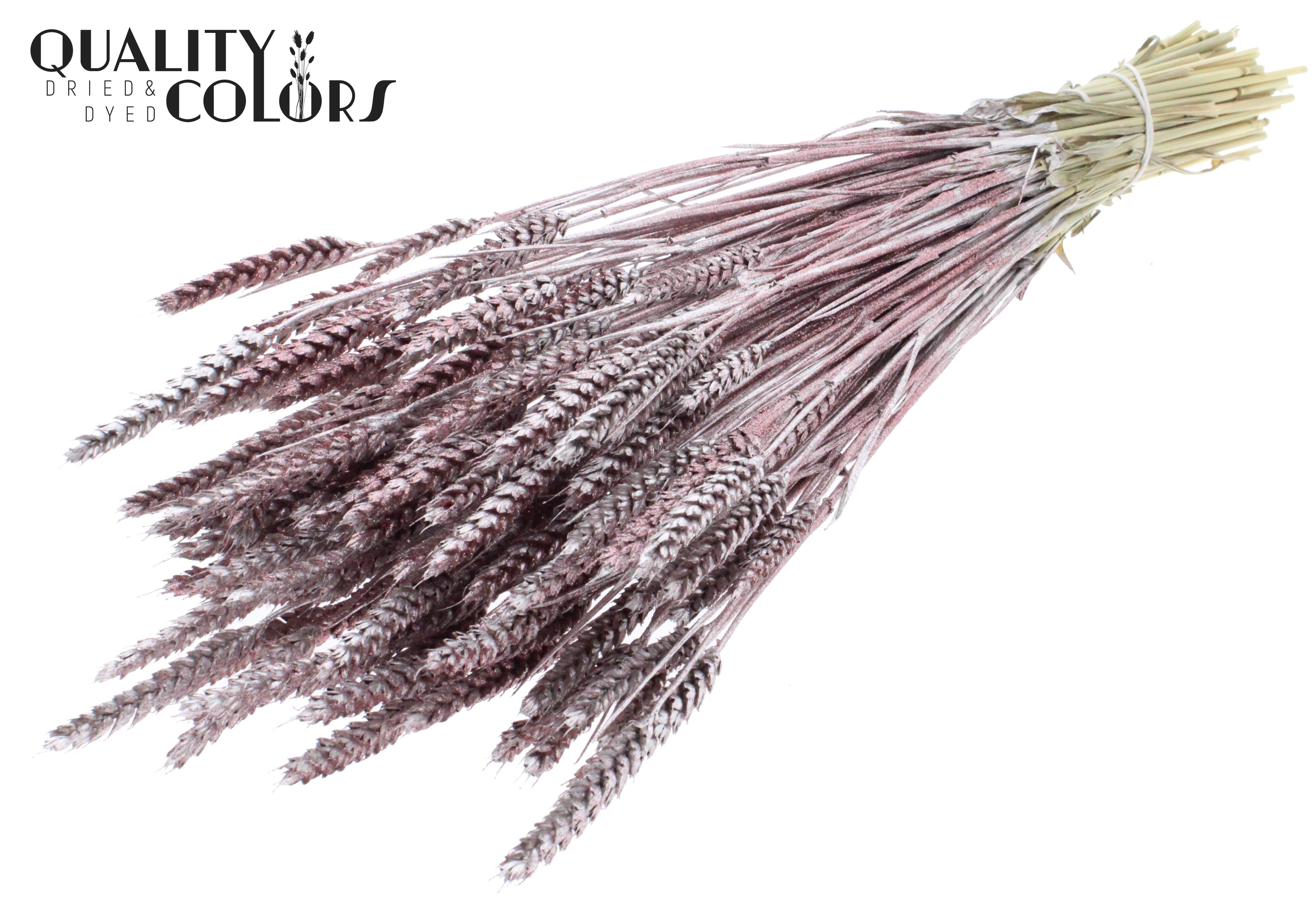 Triticum Champagne + Glitter Per Bunch 60cm