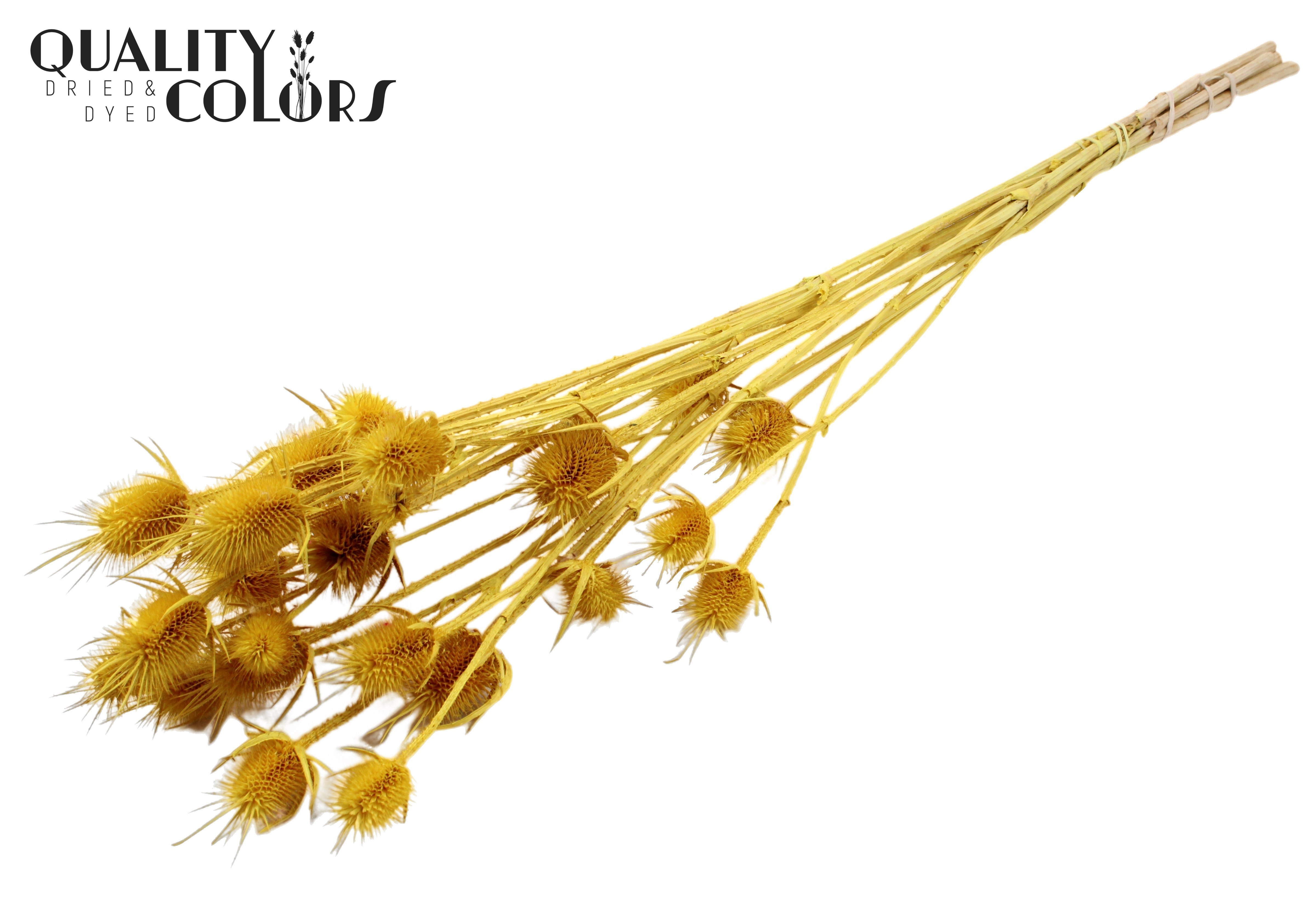 Eryngium Yellow Per Bunch 70cm
