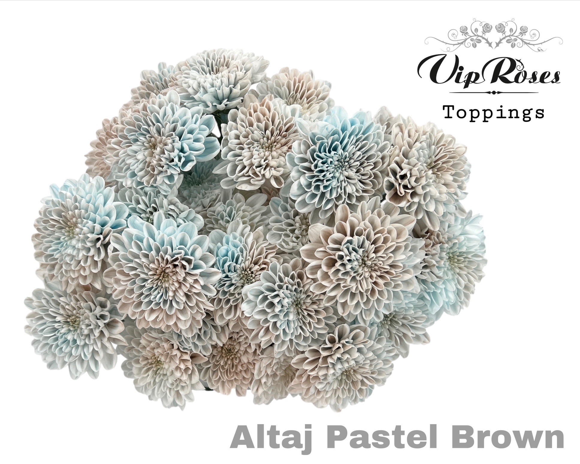 Chrysanth Spray Painted Altaj Pastel Brown 70cm 115gr.