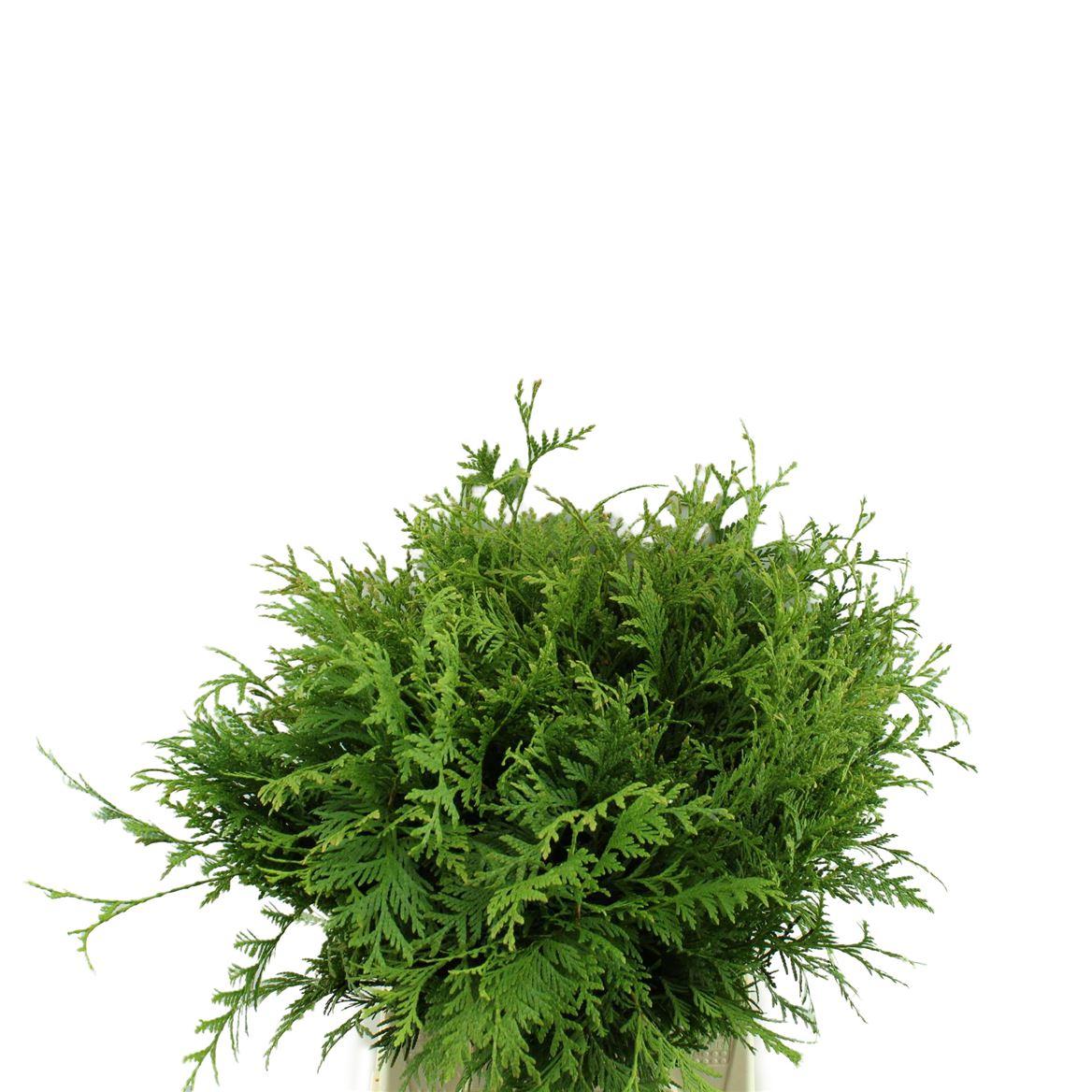Conif.thuja