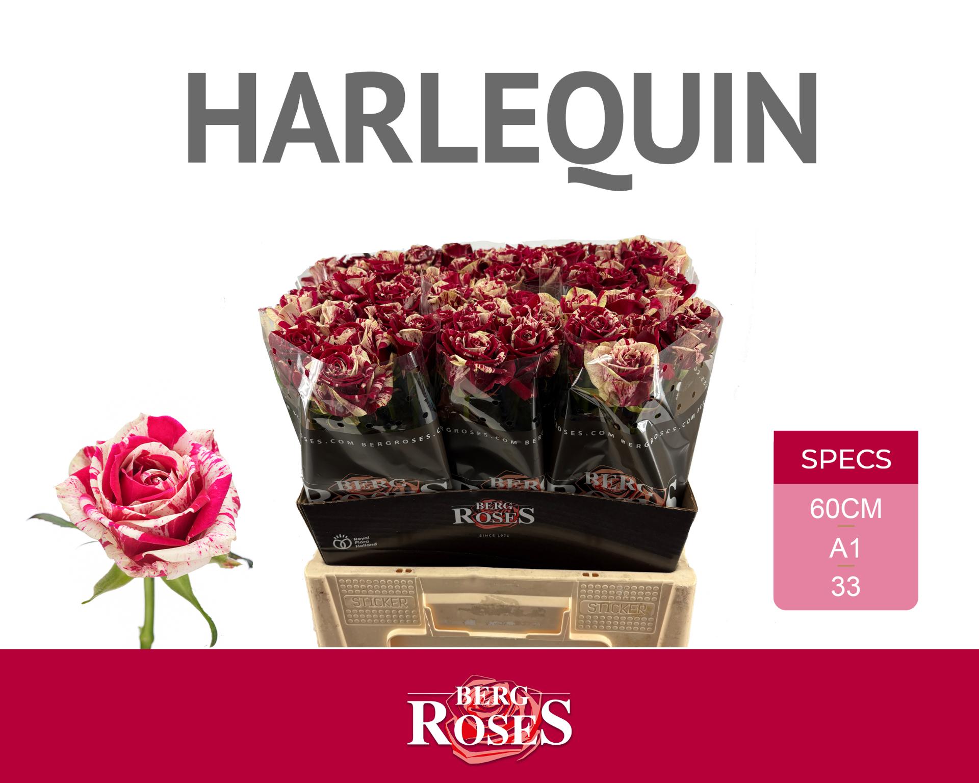 Rosa Harlequin 60cm