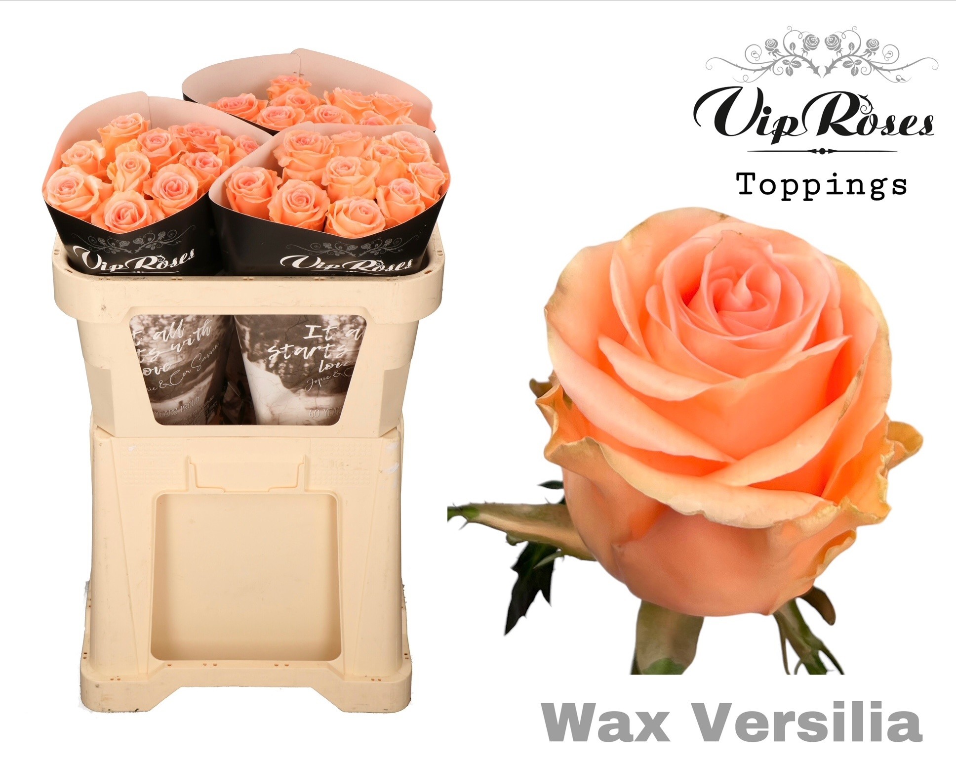 Rosa Waxed 70cm