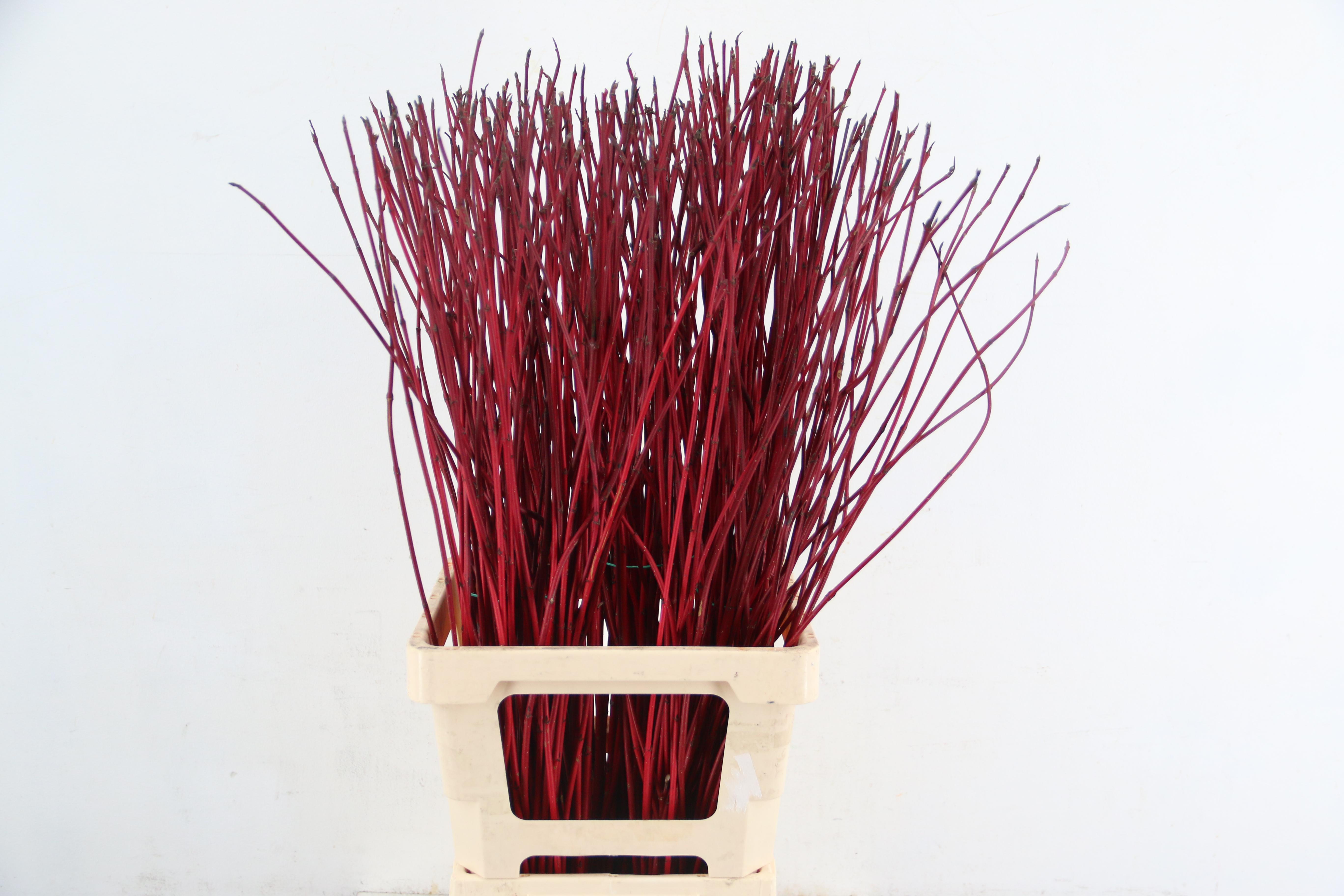 Cornus Sibirica 80cm
