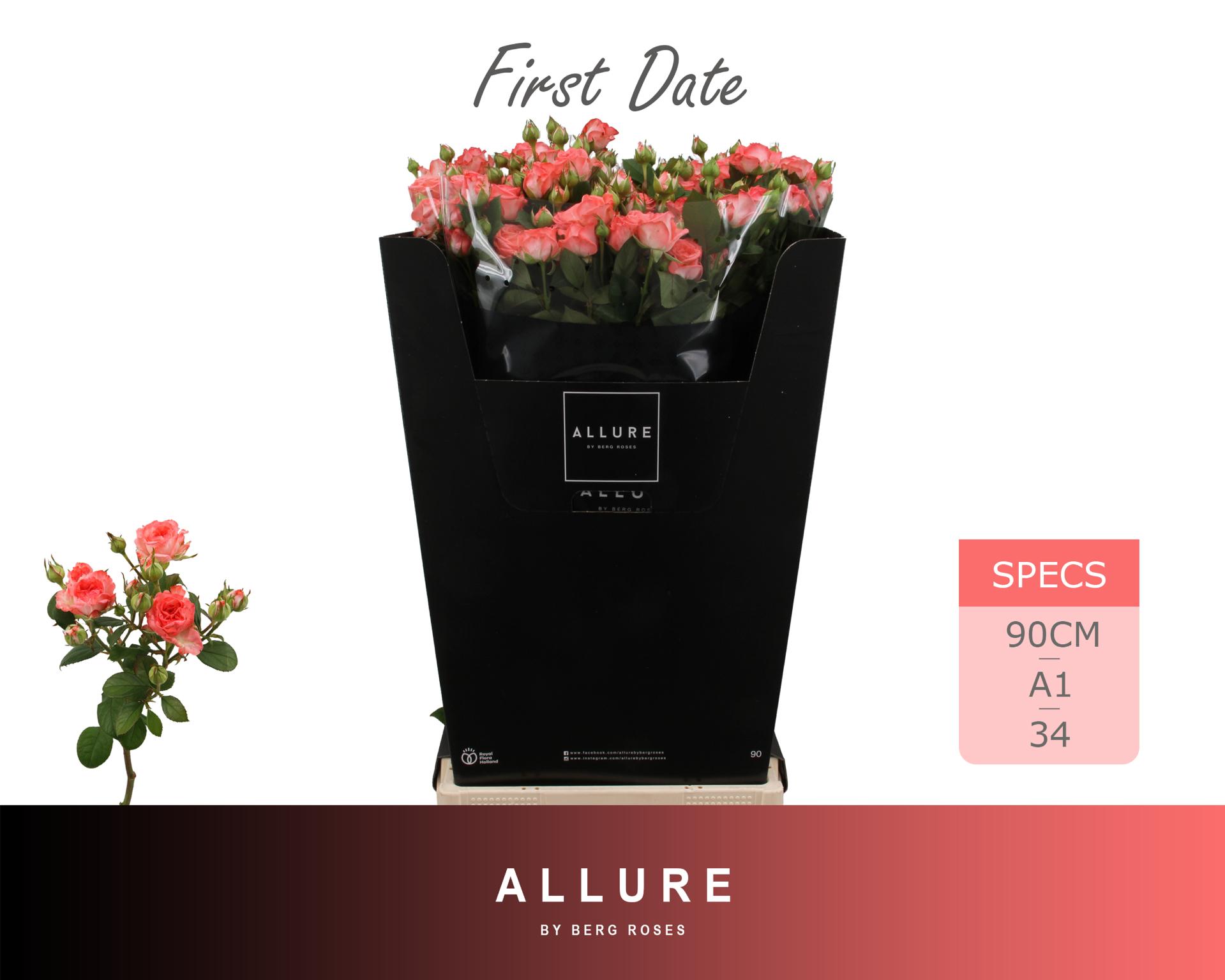 Rosa Spr First Date 90cm