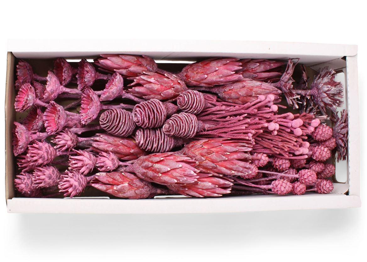 Exotic Assorti Azalea Frosted ( 70 St )