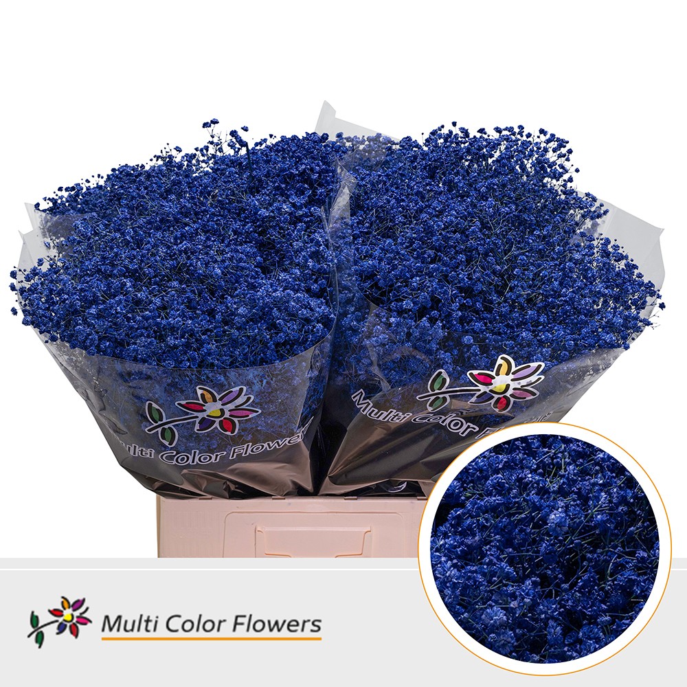 Gypsophila Painted Xlence Dark Blue 70cm